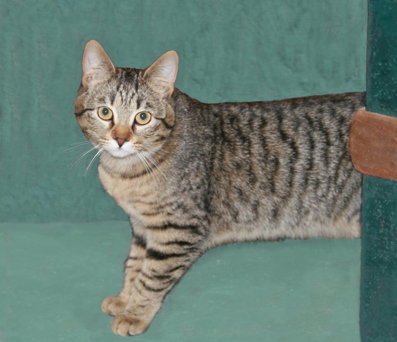 Flory, an adoptable mixed breed in Victoria, MN image 1/3