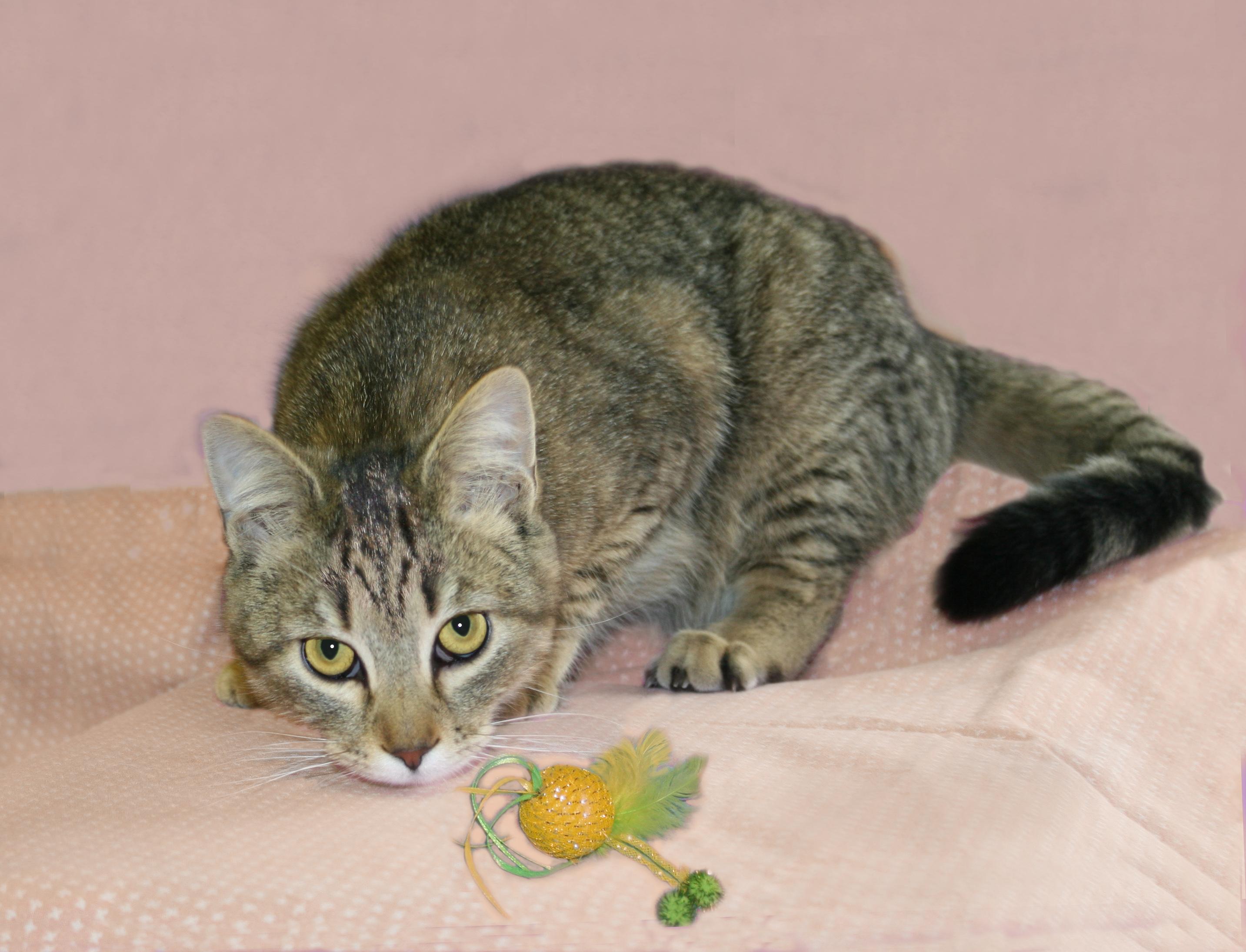 Flory, an adoptable mixed breed in Victoria, MN image 2/3