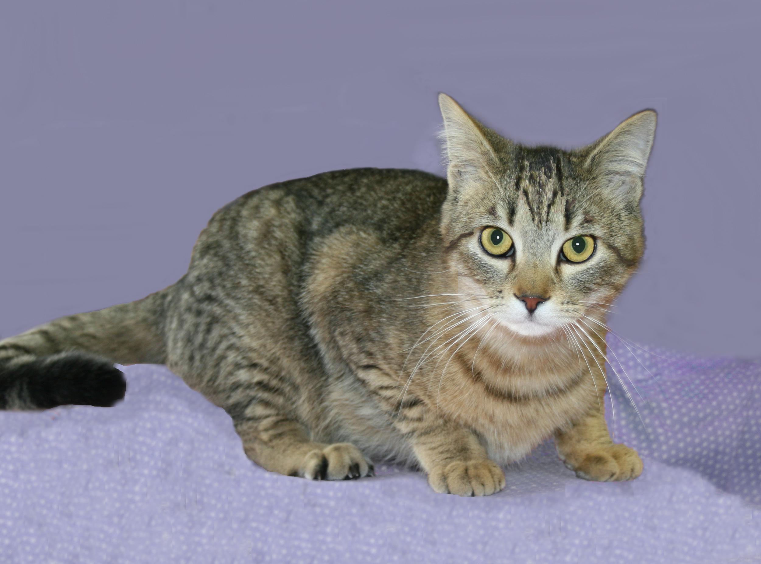 Flory, an adoptable mixed breed in Victoria, MN image 3/3