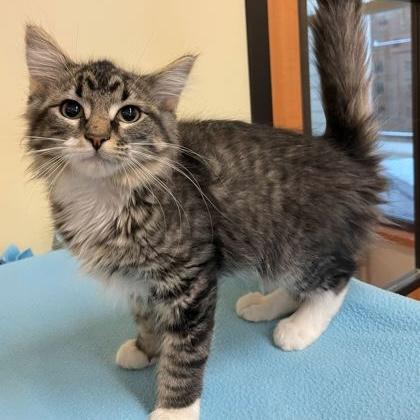 Enlarge Dolly, an adopted Domestic Medium Hair in Rochester, MN image 3/3