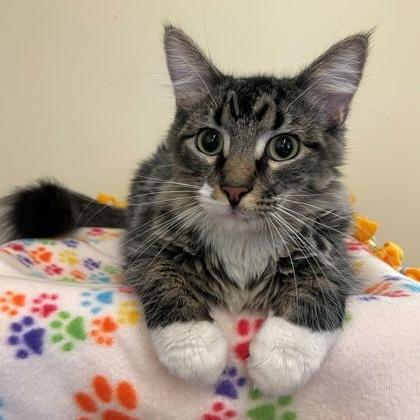 Enlarge Dolly, an adopted Domestic Medium Hair in Rochester, MN image 1/3
