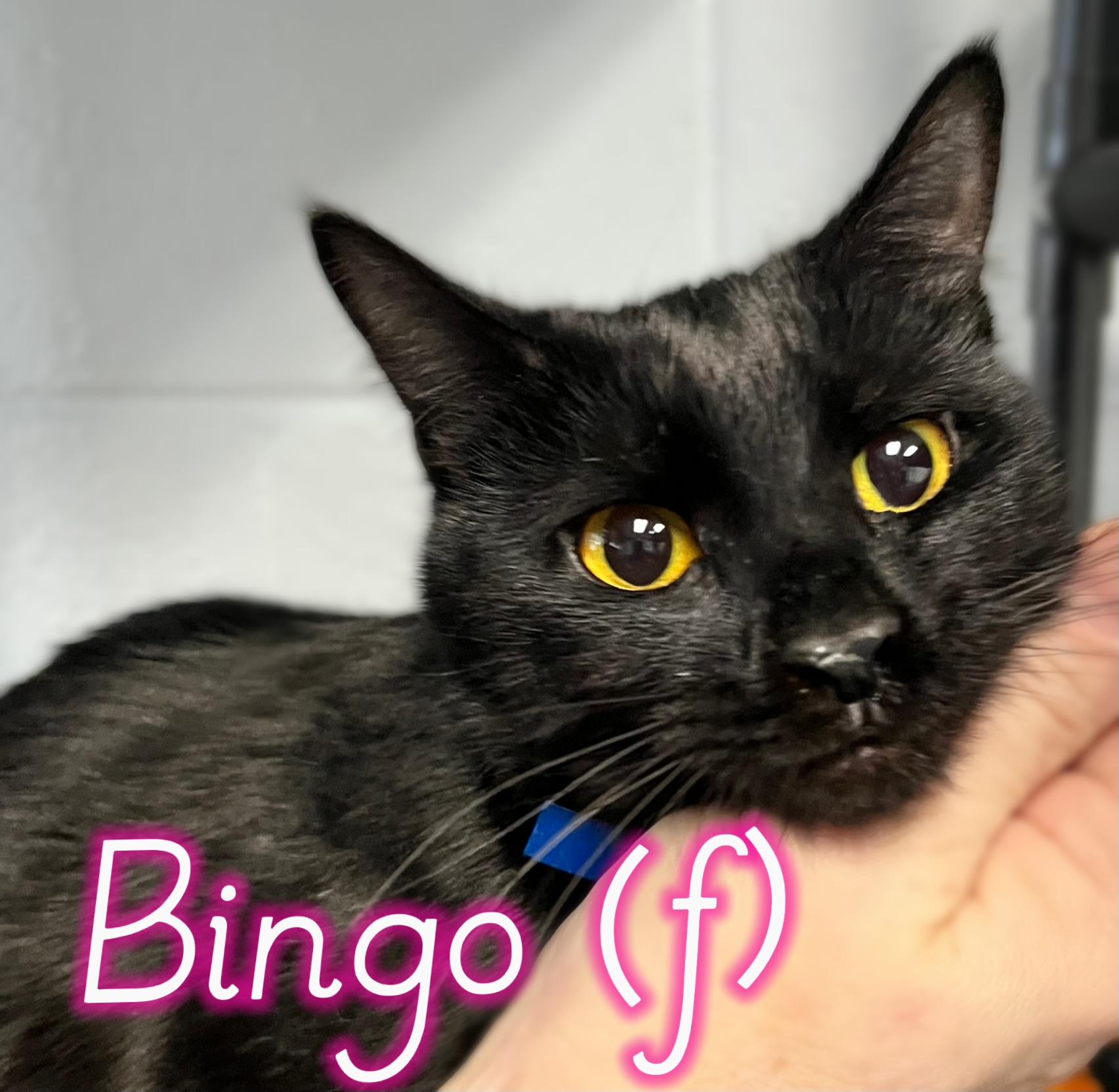 Bingo, ADOPTABLE, Young Female Domestic Short Hair.