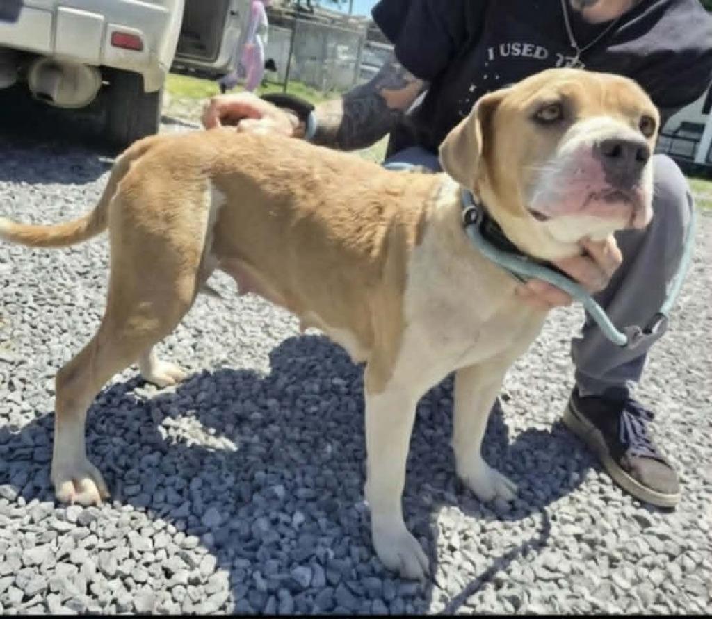 Kiwi, Adoptable, Adult Female Beagle.