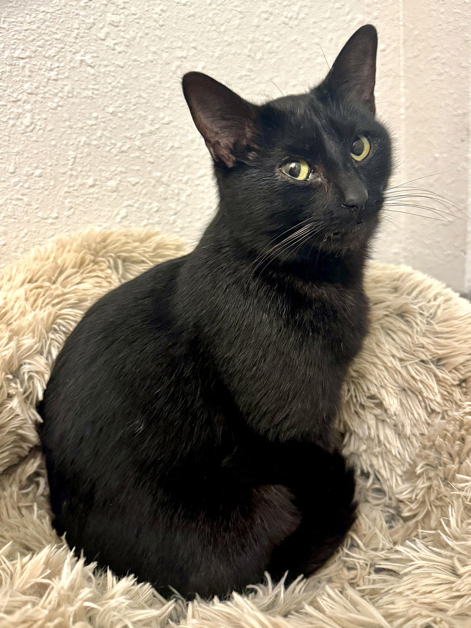 Enlarge BayBay - Best Buddy Bombay, a Adoptable mixed breed in San Luis Obispo, CA image 1/1