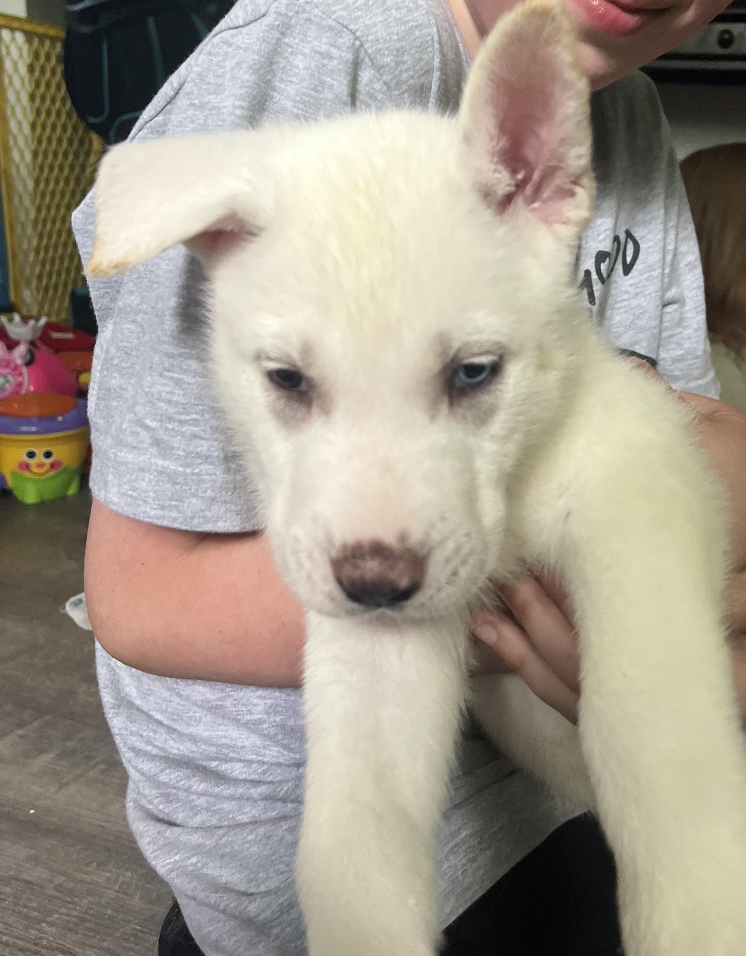 Wishbone, Adopted, Puppy Male Labrador Retriever.