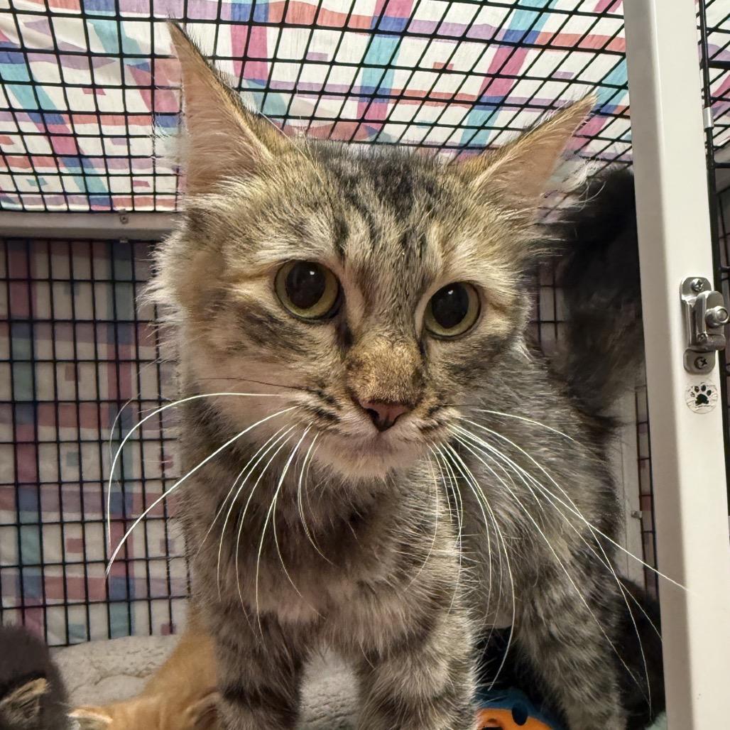 Enlarge Sasha, a Adoptable Domestic Medium Hair in Norfolk, NE image 1/1