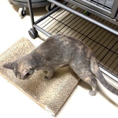 Miso, a ADOPTABLE Domestic Short Hair in Long Beach, WA image 5/6