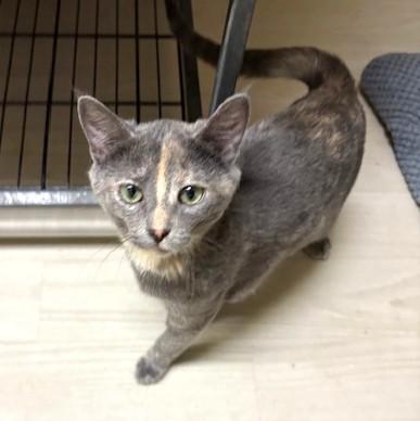 Miso, a ADOPTABLE Domestic Short Hair in Long Beach, WA image 2/6