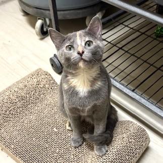 Miso, a ADOPTABLE Domestic Short Hair in Long Beach, WA image 6/6