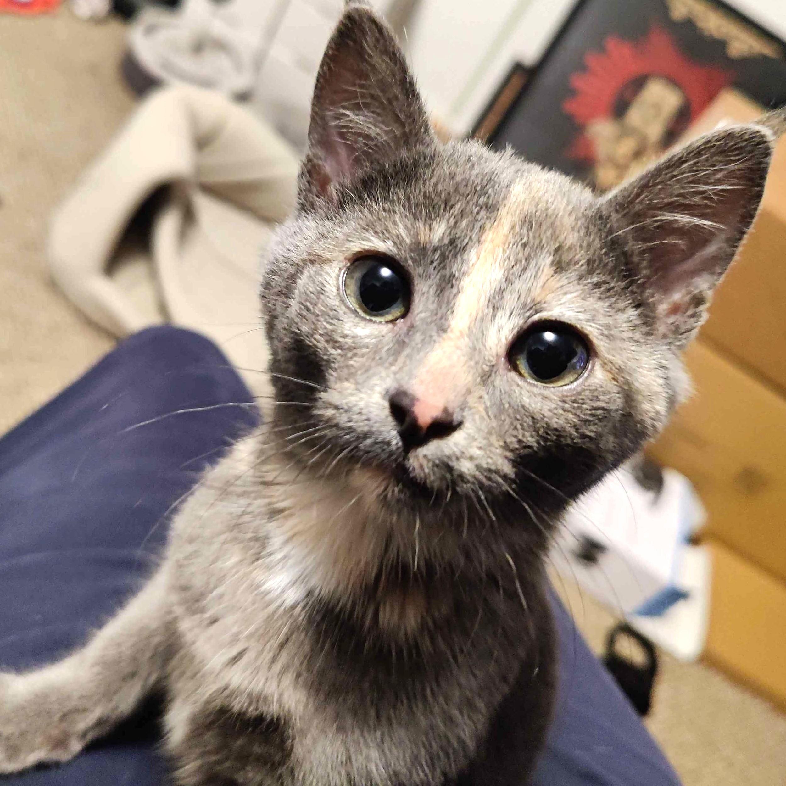 Miso, a ADOPTABLE Domestic Short Hair in Long Beach, WA image 4/6