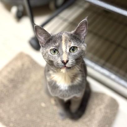 Miso, a ADOPTABLE Domestic Short Hair in Long Beach, WA image 1/6