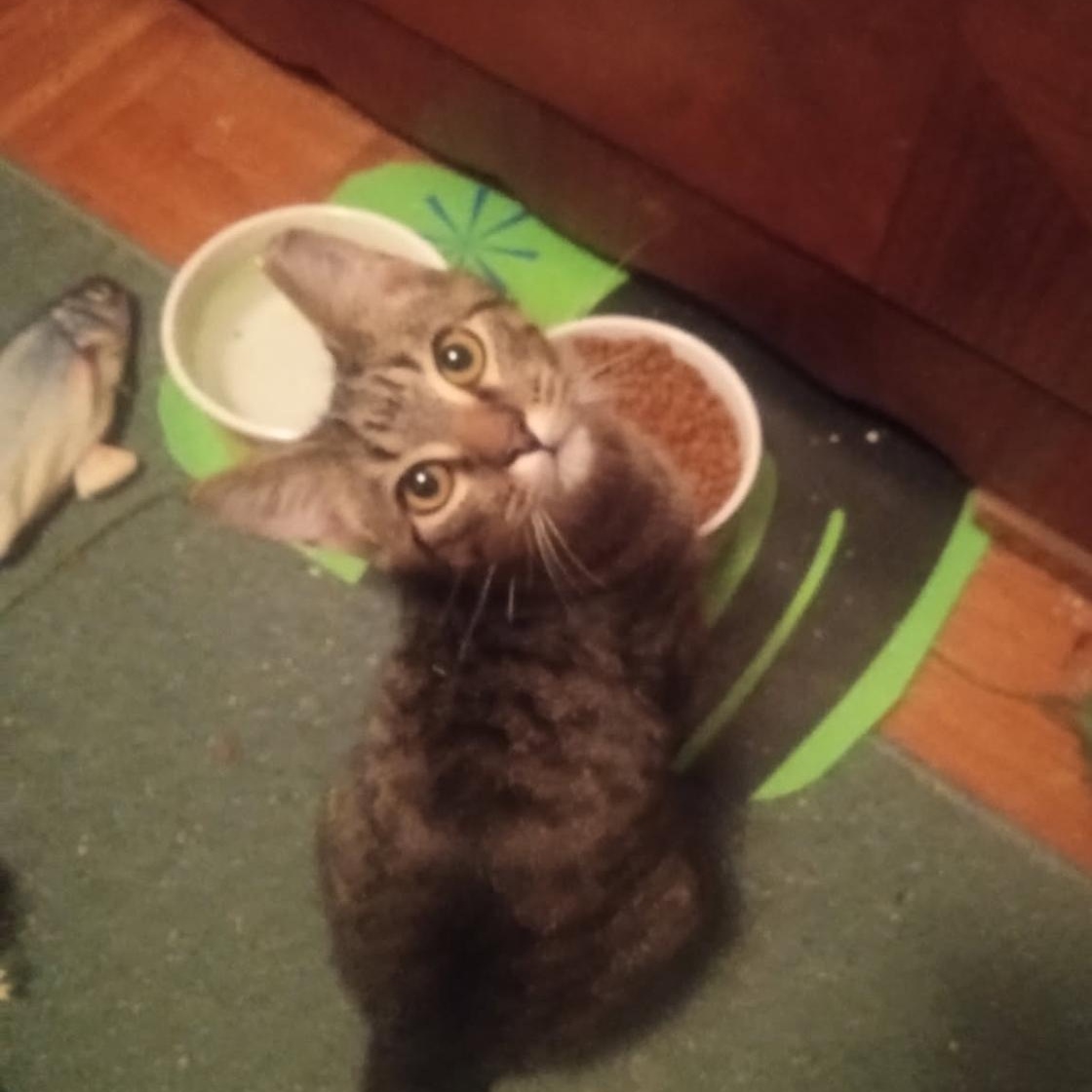 Goldie Tex, Adoptable, Young Female Domestic Short Hair.