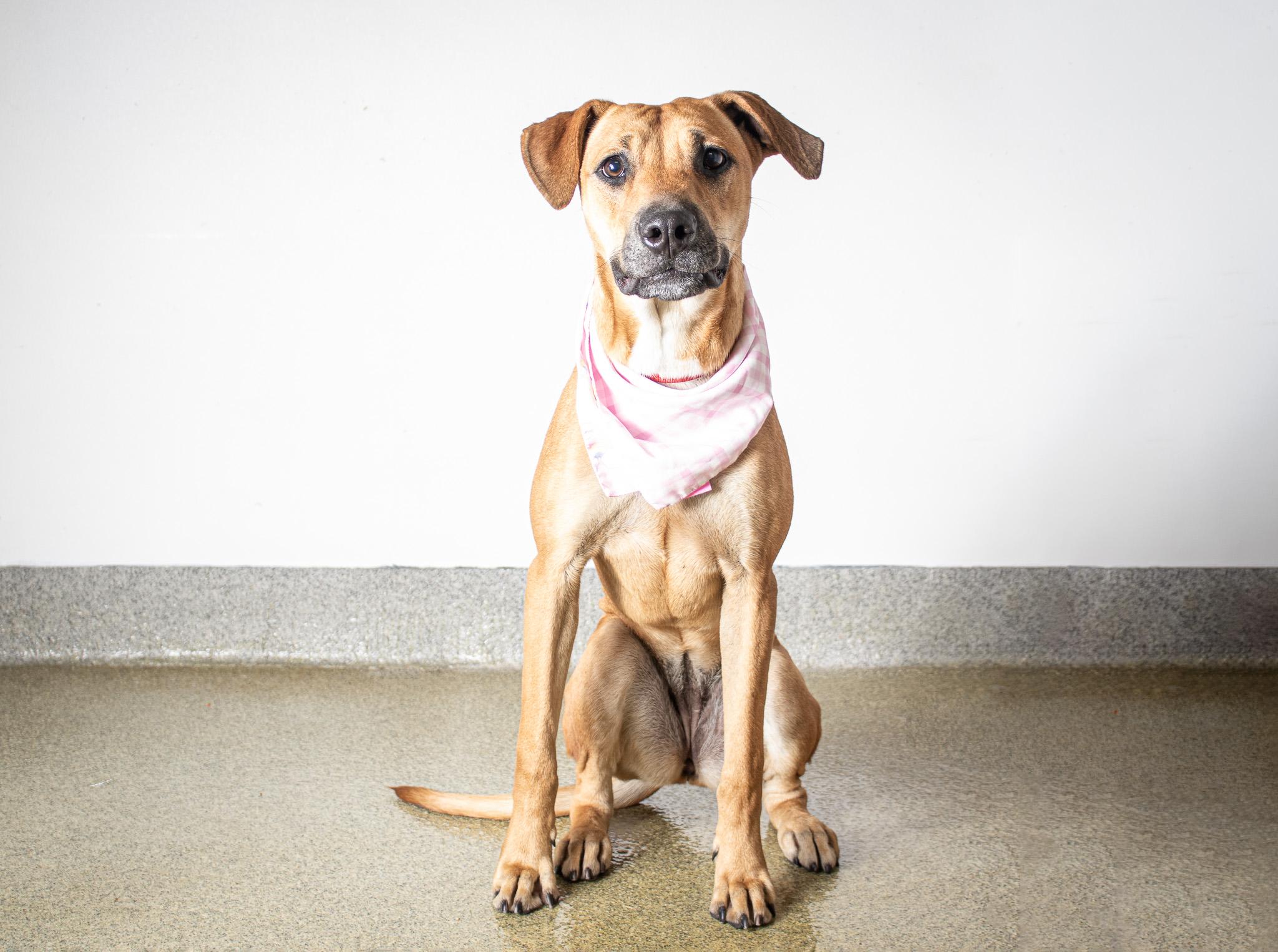Nyla, a Adoptable mixed breed in Plaquemine, LA image 1/3