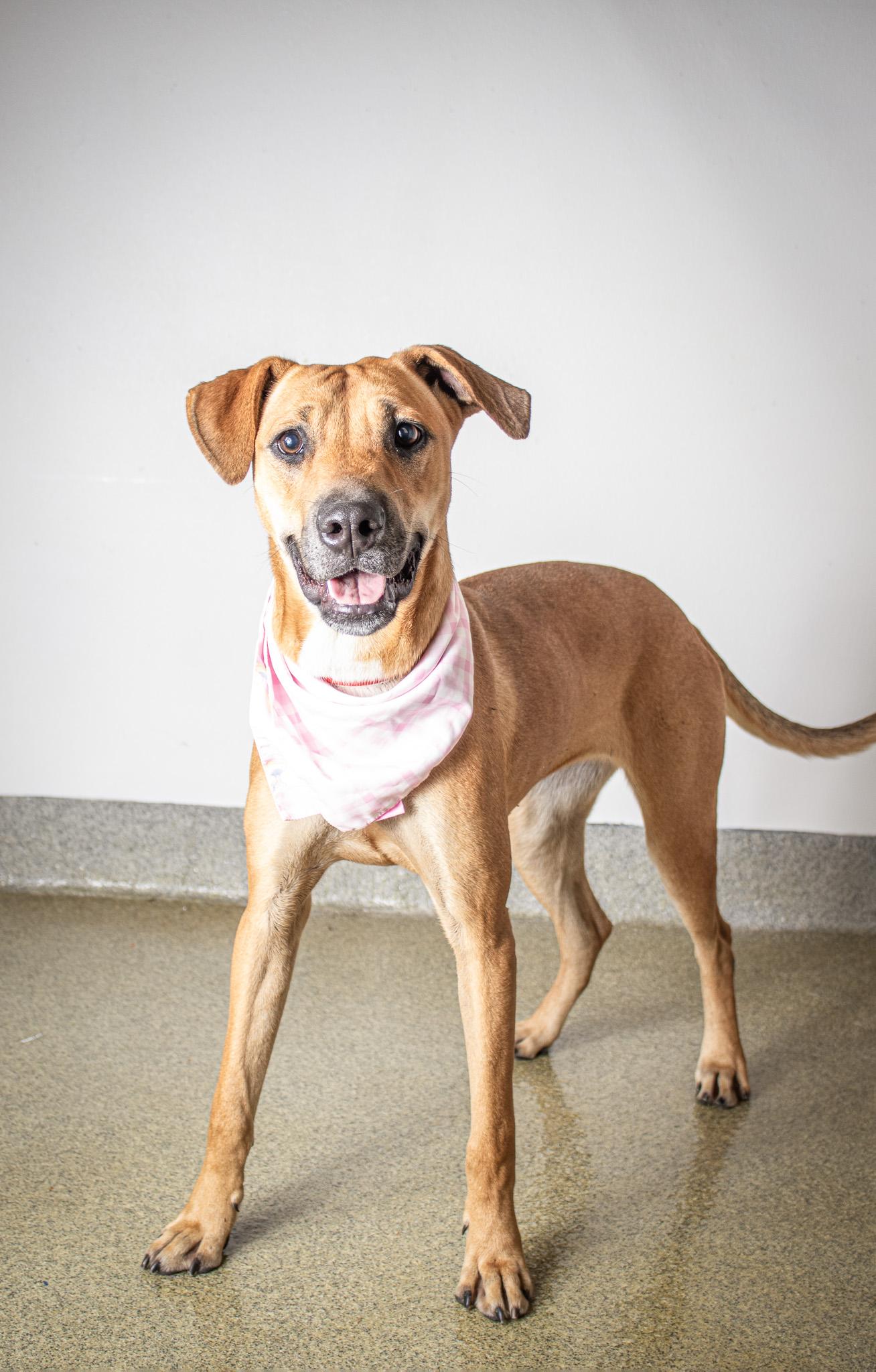 Nyla, a Adoptable mixed breed in Plaquemine, LA image 2/3