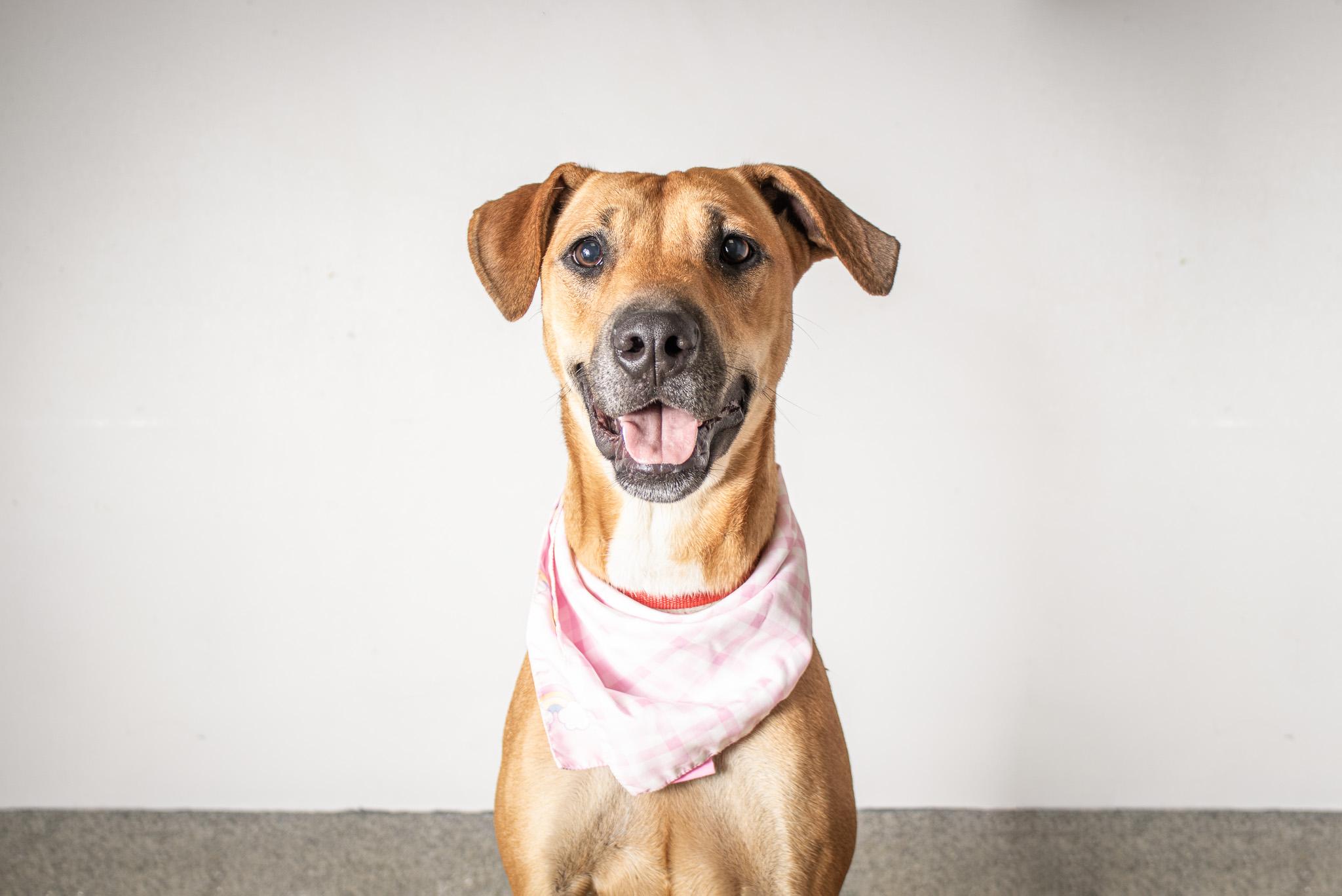 Nyla, a Adoptable mixed breed in Plaquemine, LA image 3/3