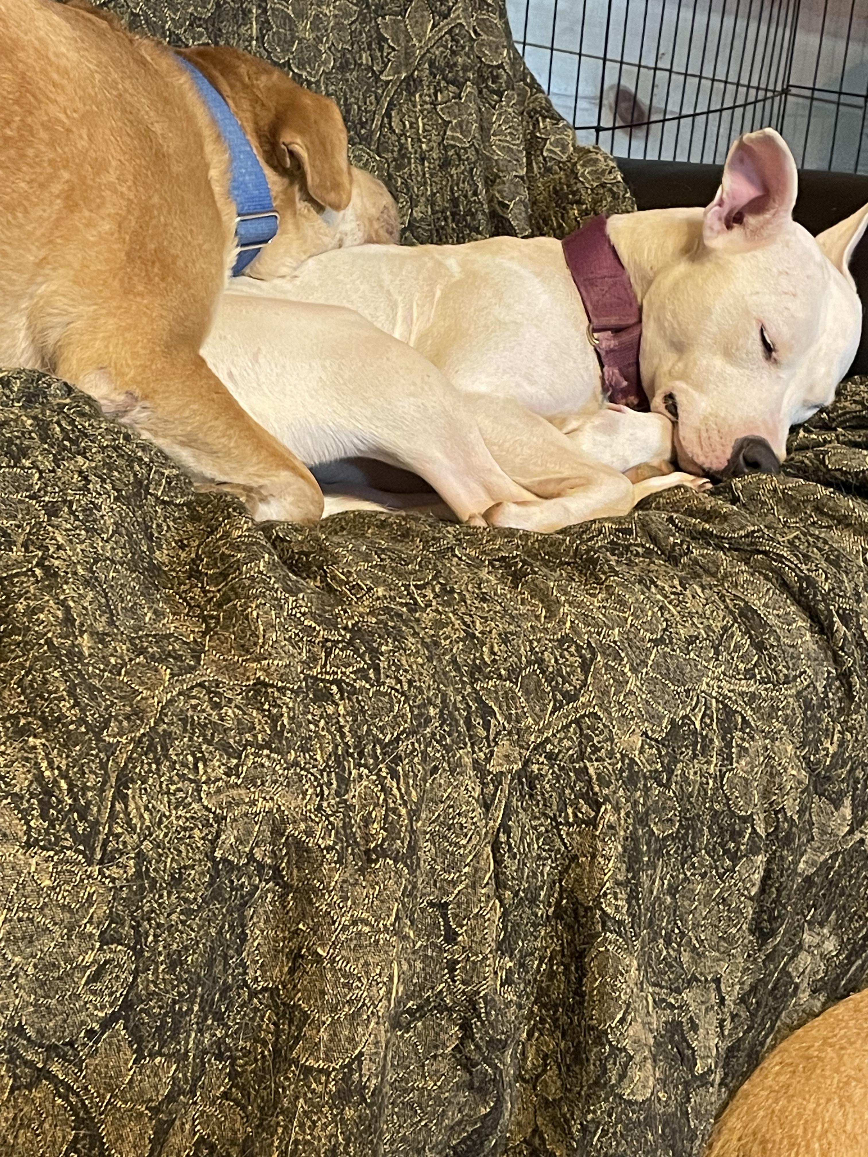 Enlarge Paris, a Adoptable American Staffordshire Terrier in Scottsville, KY image 2/4