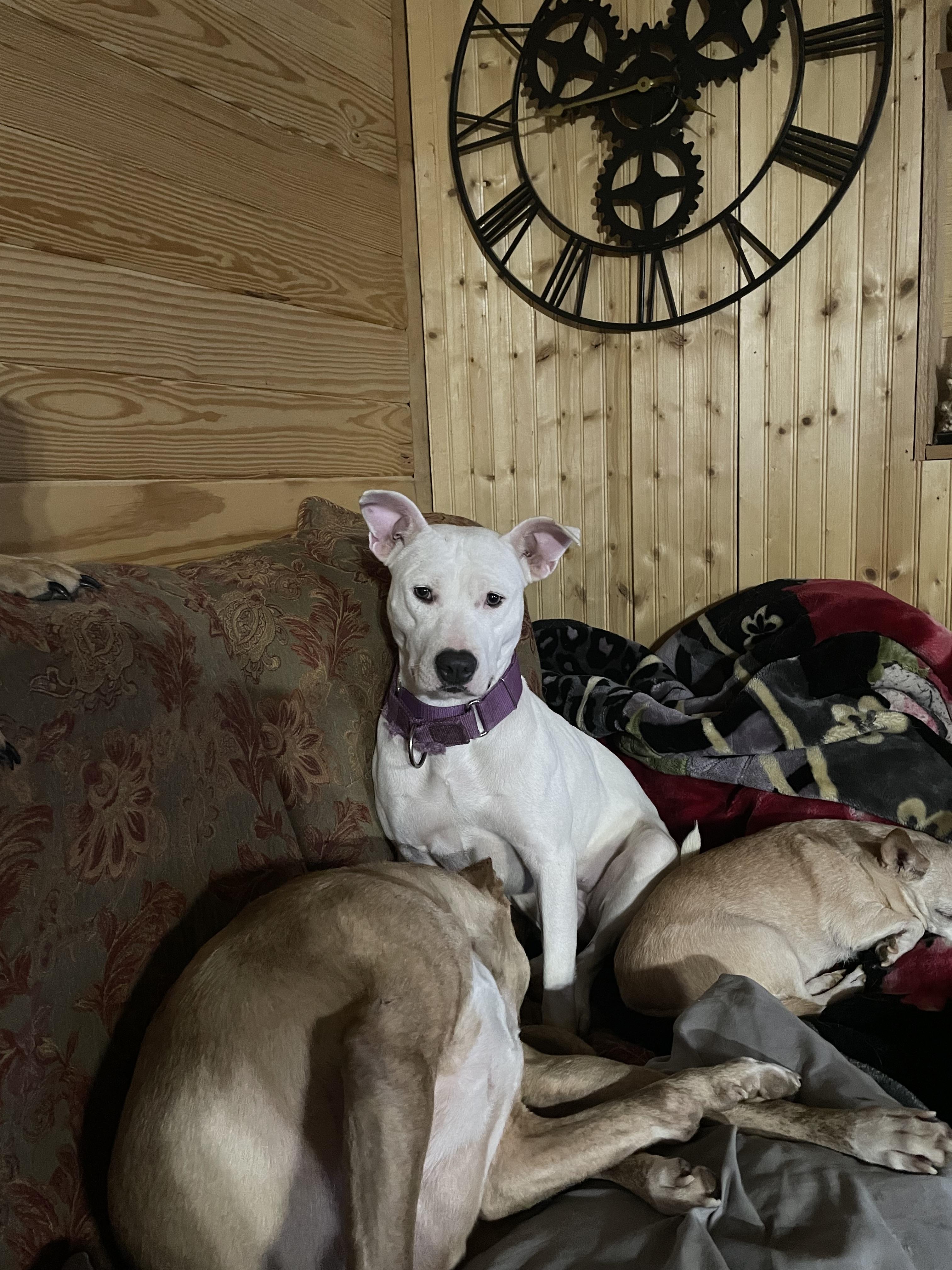 Enlarge Paris, a Adoptable American Staffordshire Terrier in Scottsville, KY image 1/4