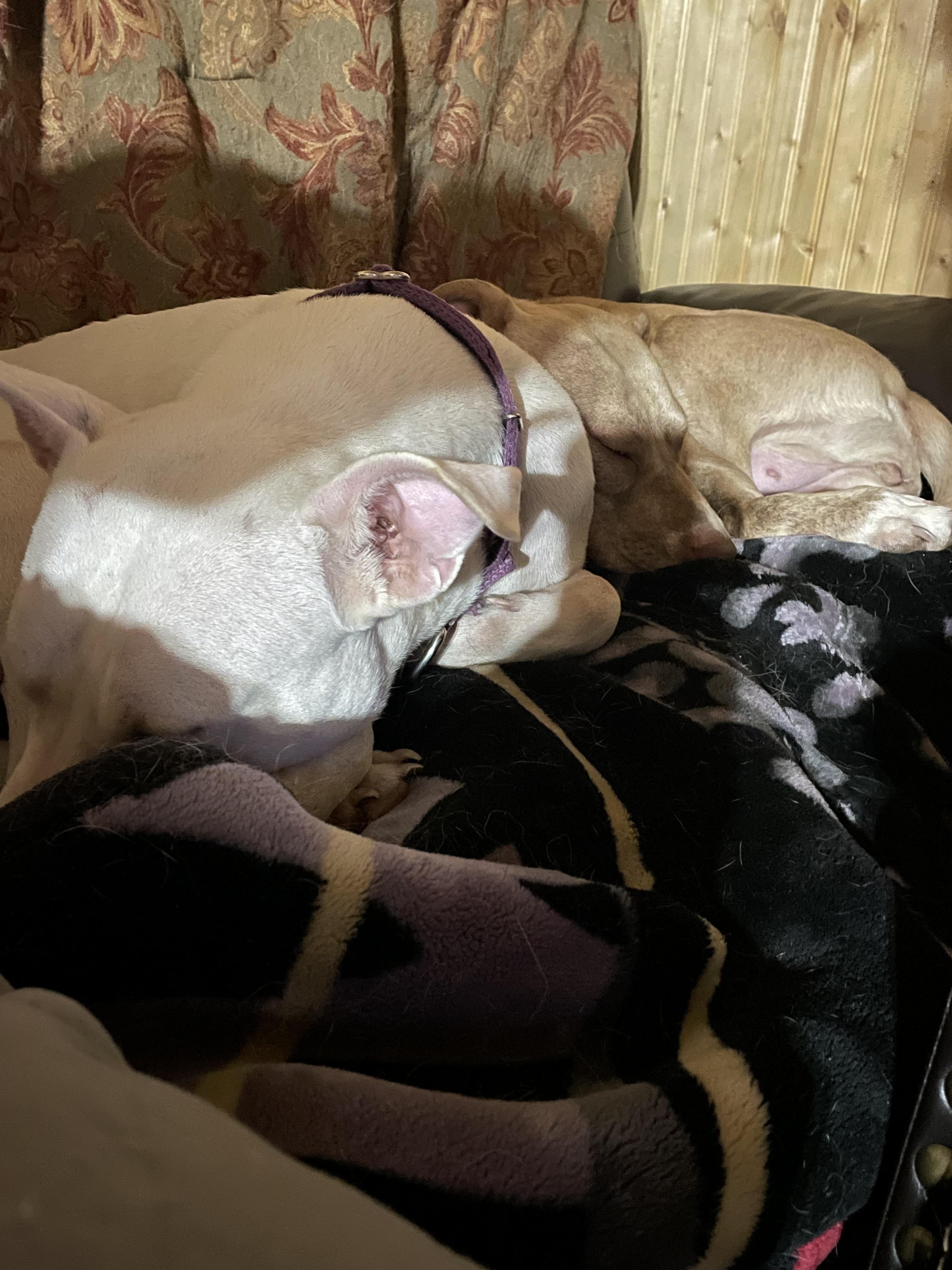 Enlarge Paris, a Adoptable American Staffordshire Terrier in Scottsville, KY image 3/4