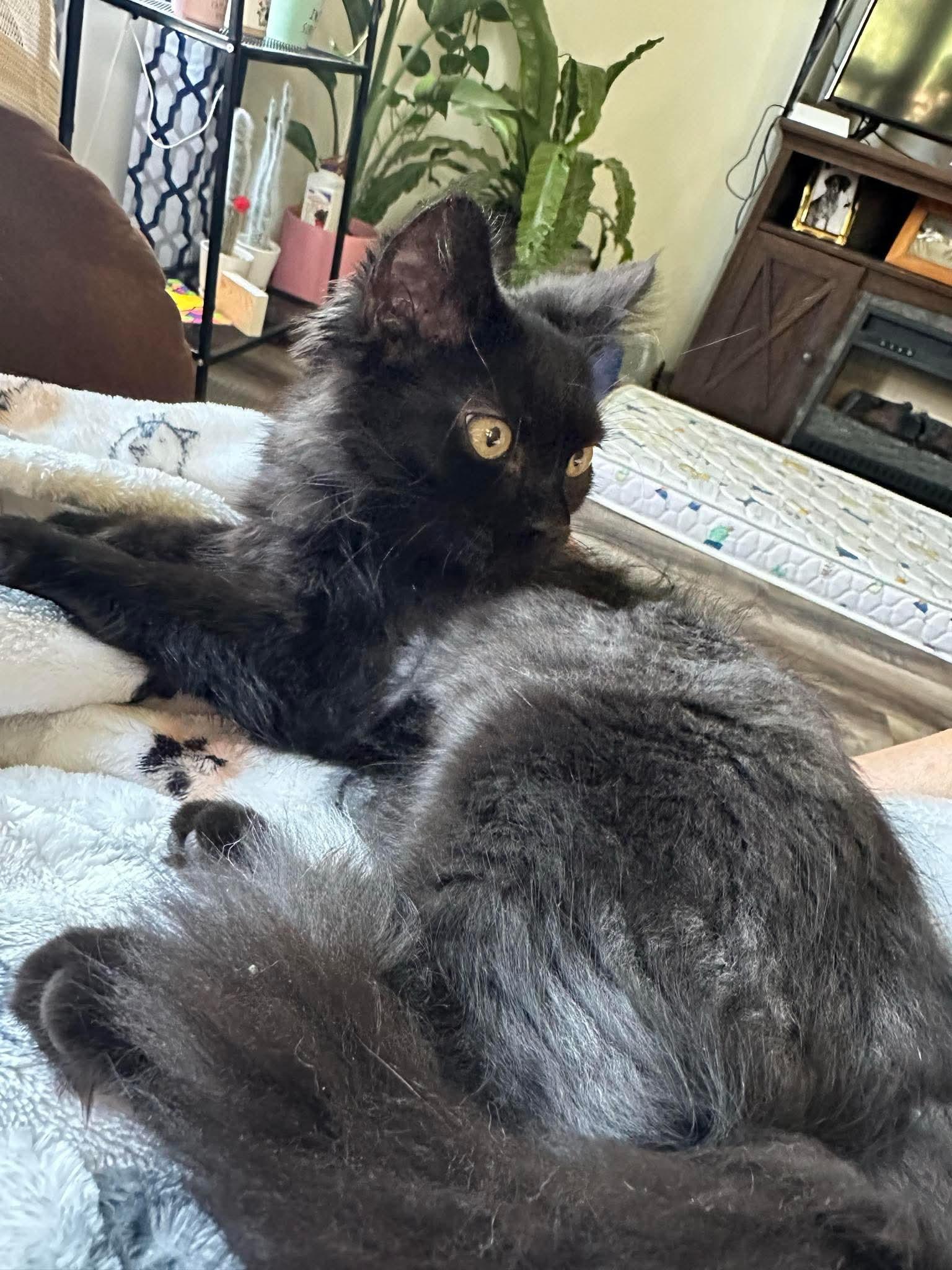 Sparky and Dipstick, an adoptable Domestic Long Hair in North Platte, NE, 69101 | Photo Image 2
