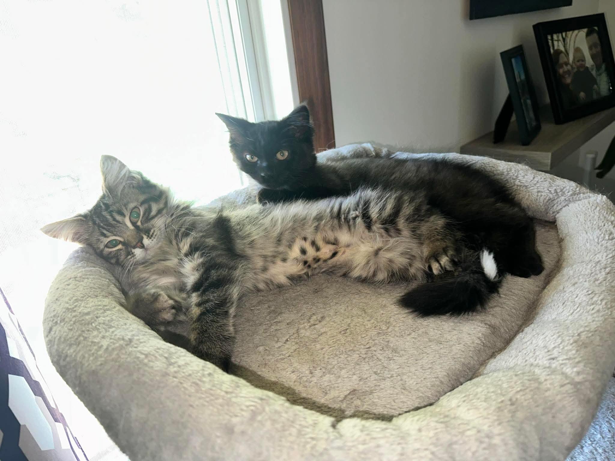 Sparky and Dipstick, an adoptable Domestic Long Hair in North Platte, NE, 69101 | Photo Image 1