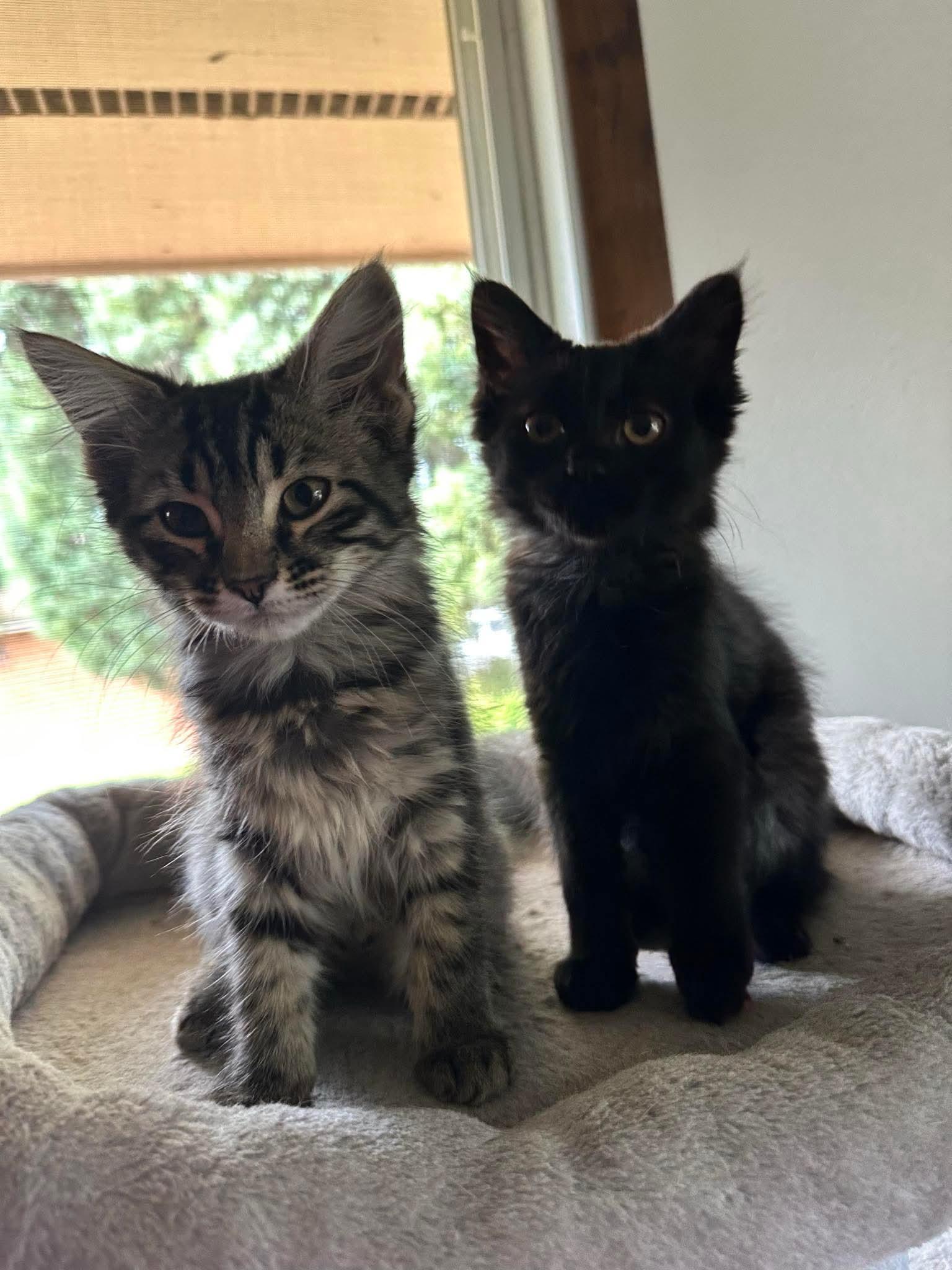 Sparky and Dipstick, an adoptable Domestic Long Hair in North Platte, NE, 69101 | Photo Image 4