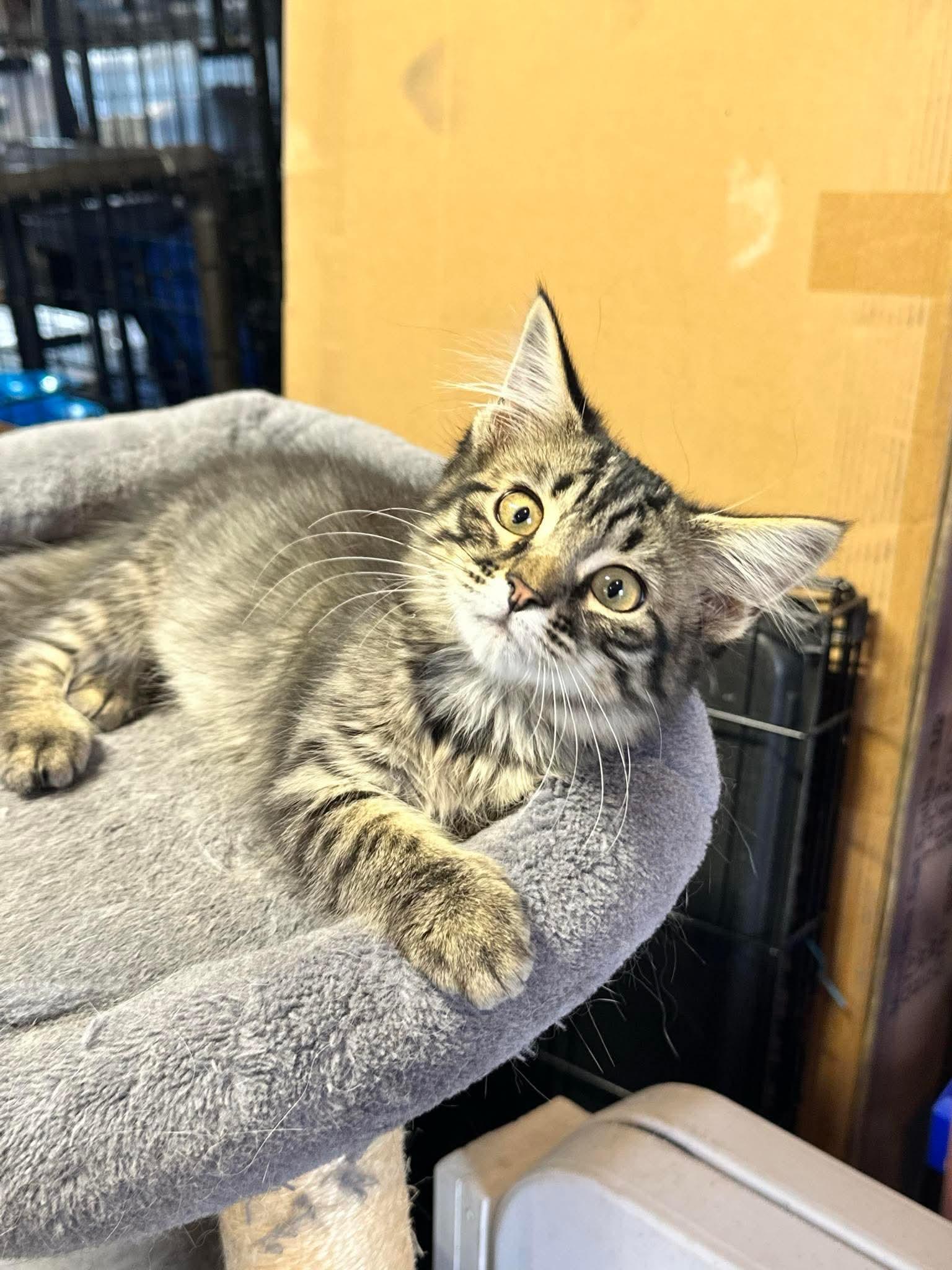 Sparky and Dipstick, an adoptable Domestic Long Hair in North Platte, NE, 69101 | Photo Image 3