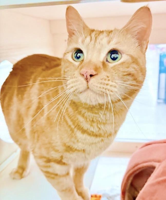 Cheeto, an adopted Tabby in Philadelphia, PA image 5/5