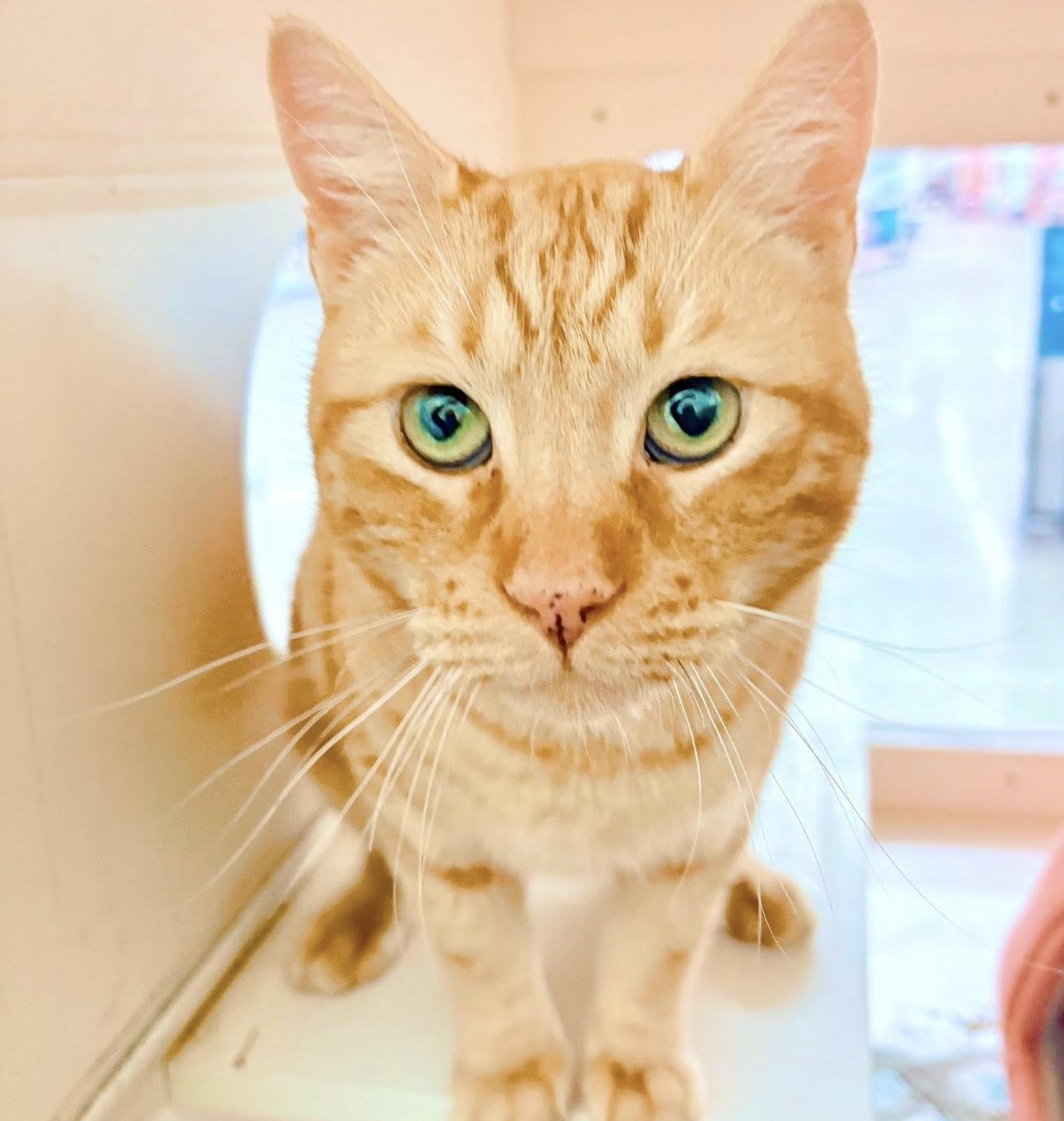 Cheeto, an adopted Tabby in Philadelphia, PA image 1/5