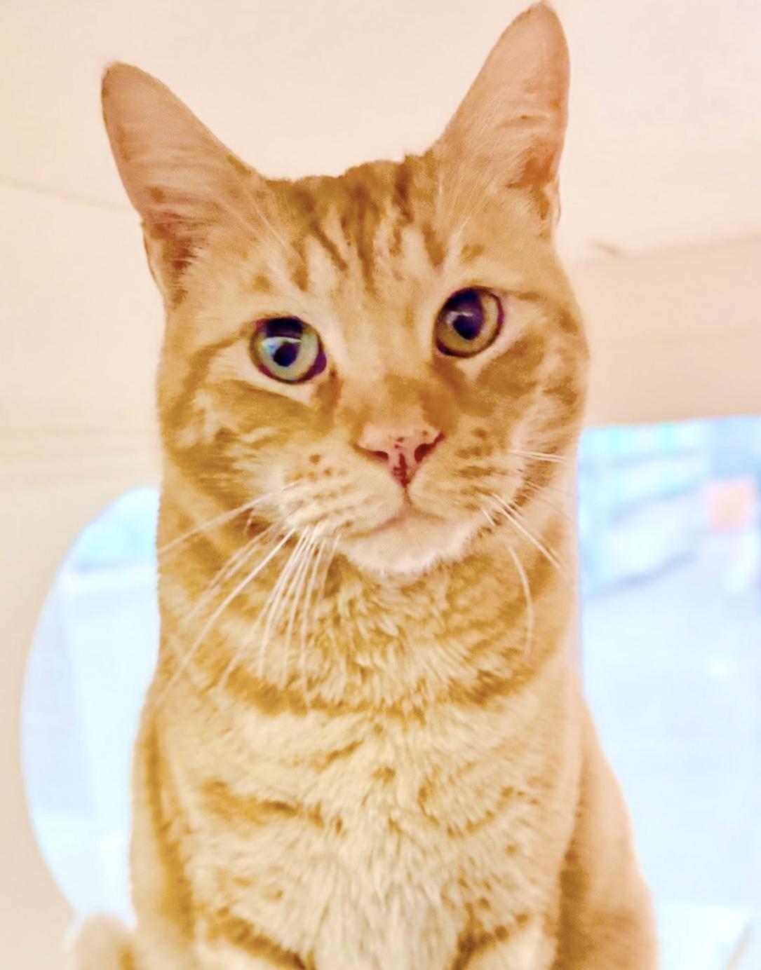 Cheeto, an adopted Tabby in Philadelphia, PA image 2/5