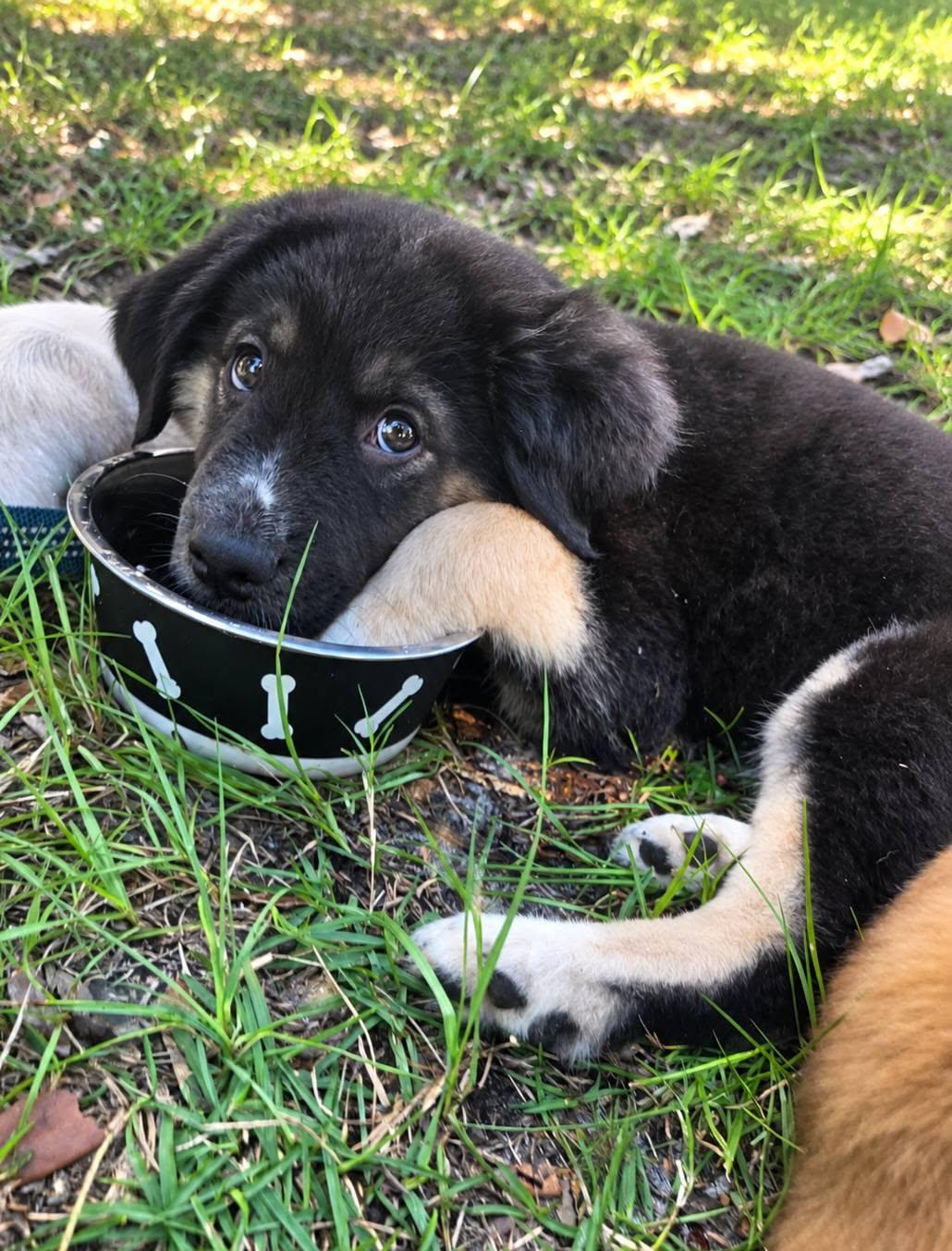 Enlarge Cookie, a Adoptable mixed breed in Palm Bay, FL image 2/5