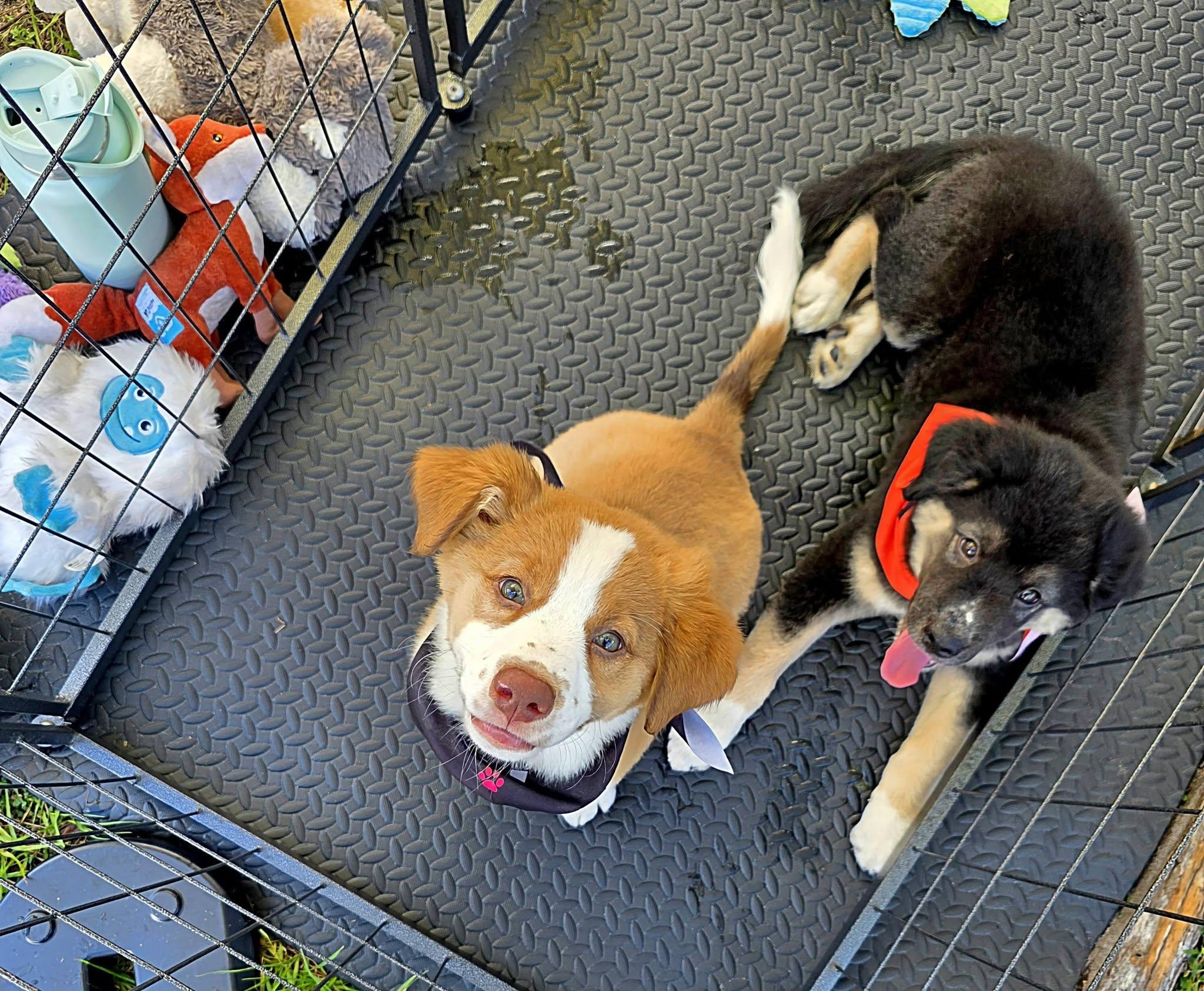 Enlarge Cookie, a Adoptable mixed breed in Palm Bay, FL image 4/5