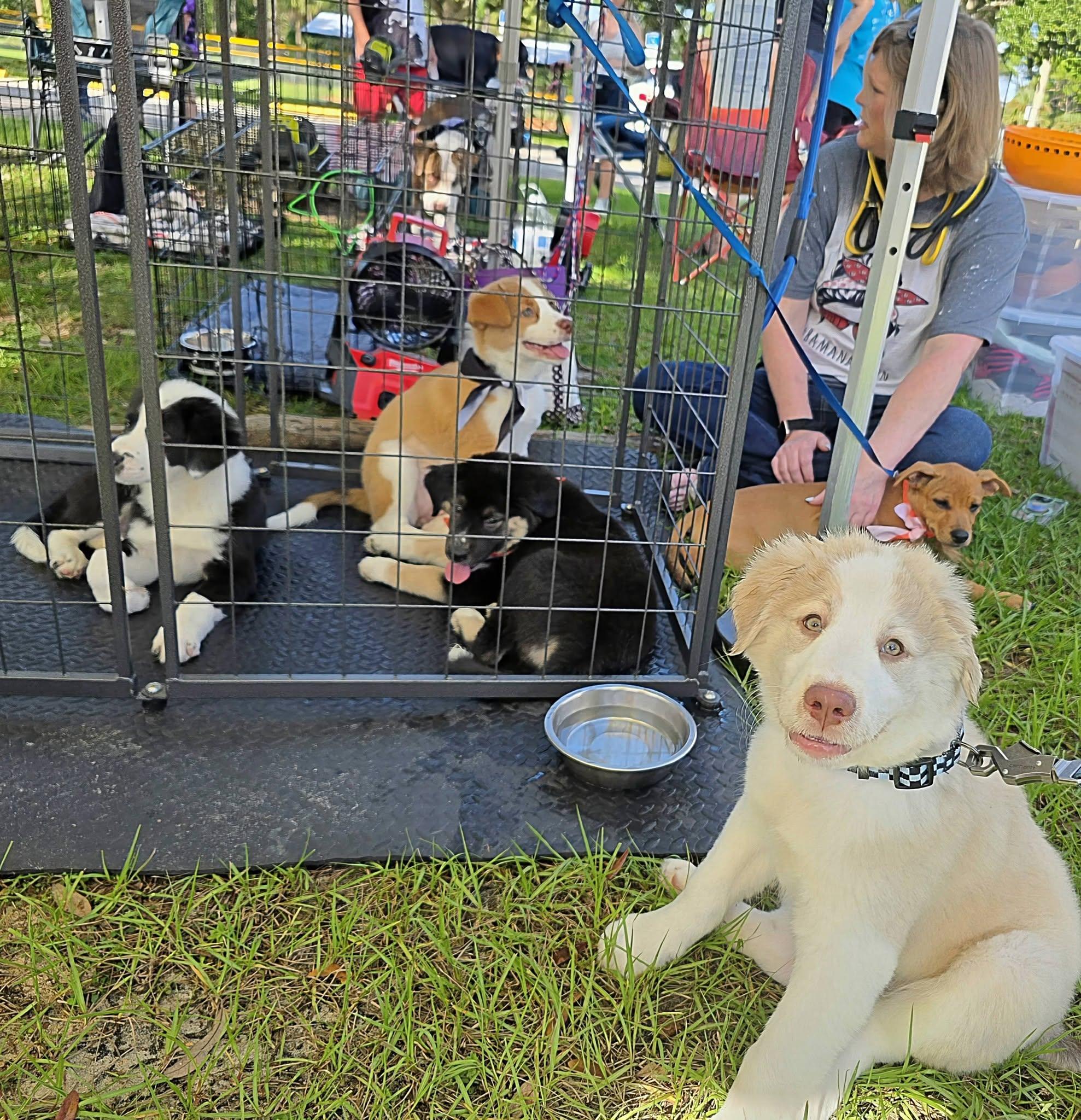 Enlarge Cookie, a Adoptable mixed breed in Palm Bay, FL image 3/5