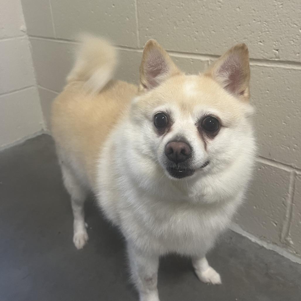 Enlarge Tucker, a Adoptable mixed breed in East Smithfield , PA image 1/1