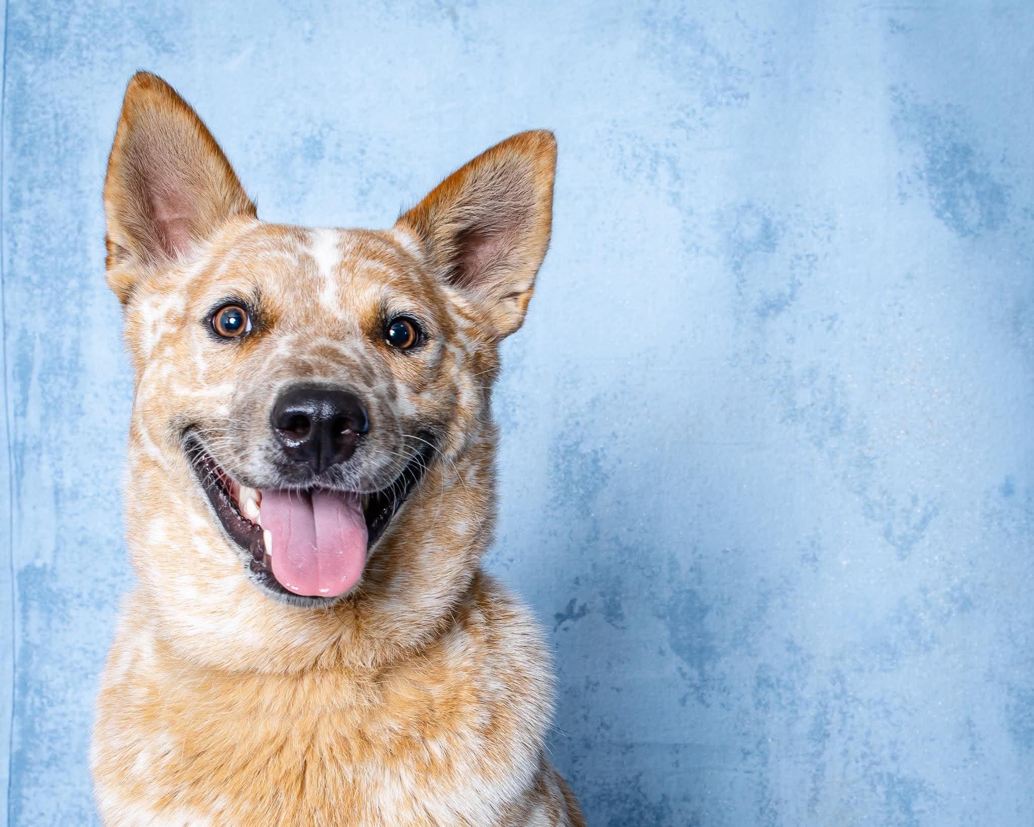 Russel, Adoptable, Young Male Australian Cattle Dog / Blue Heeler.