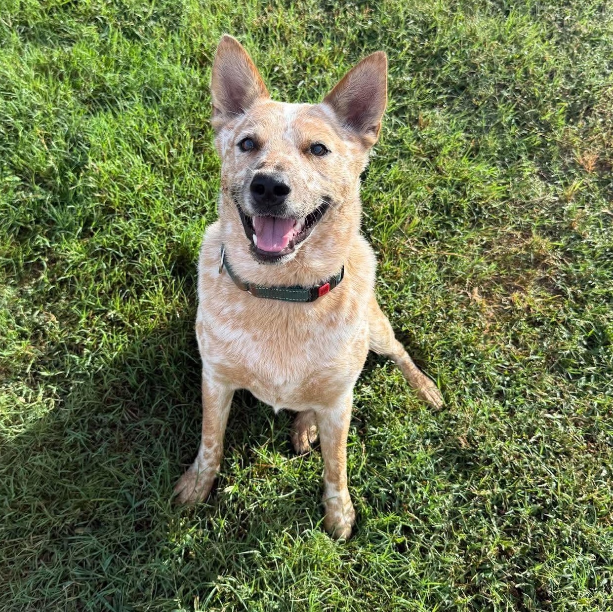 Enlarge Russel, a Adoptable mixed breed in Victor, NY image 6/6