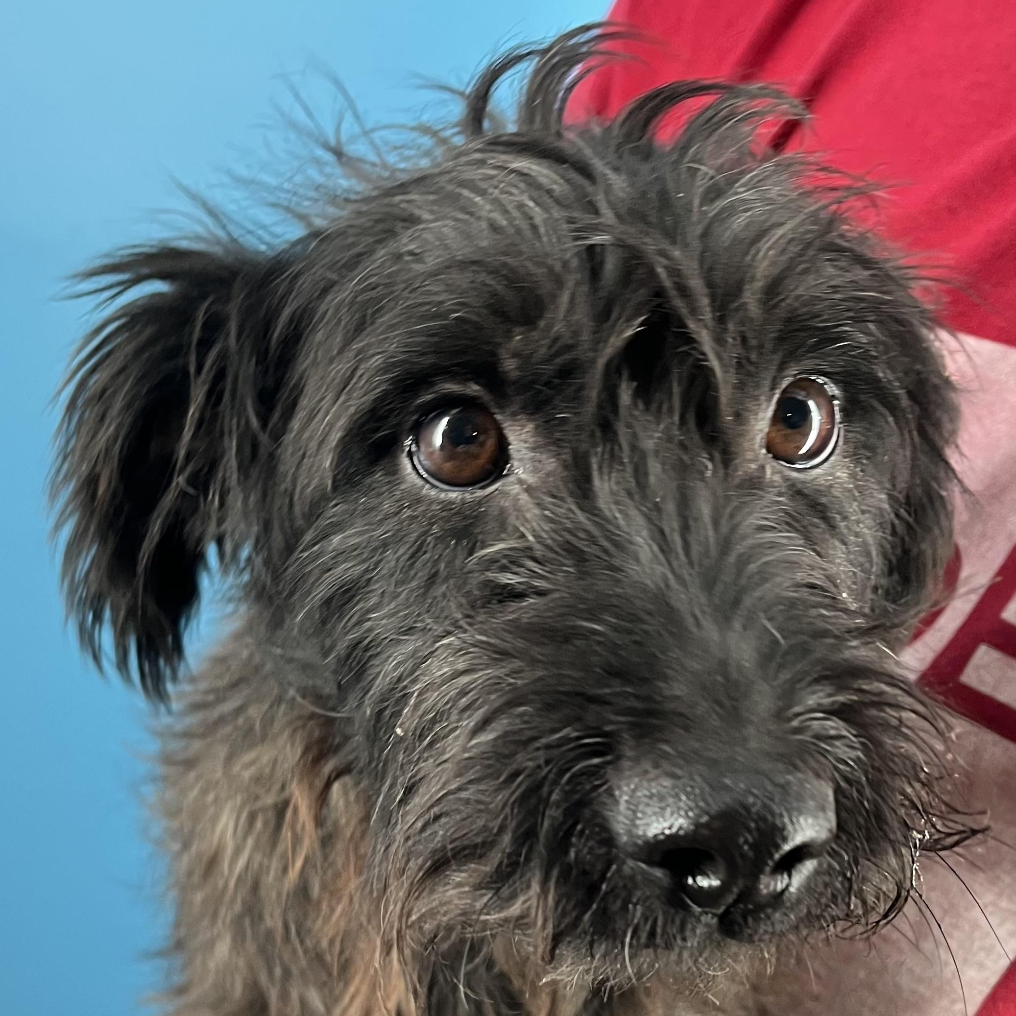 Buster - Local Sept 26-28