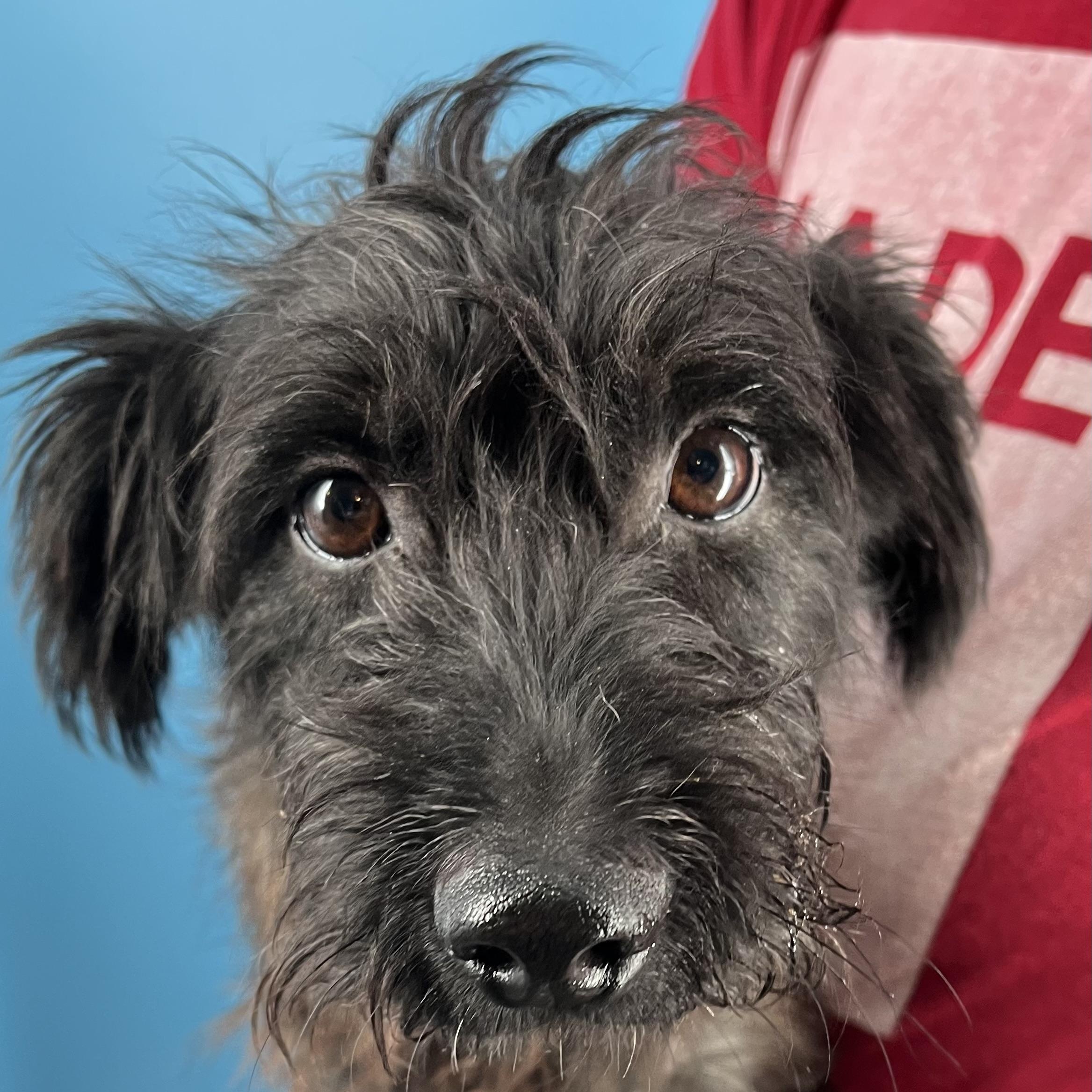 Buster - Local Sept 26-28