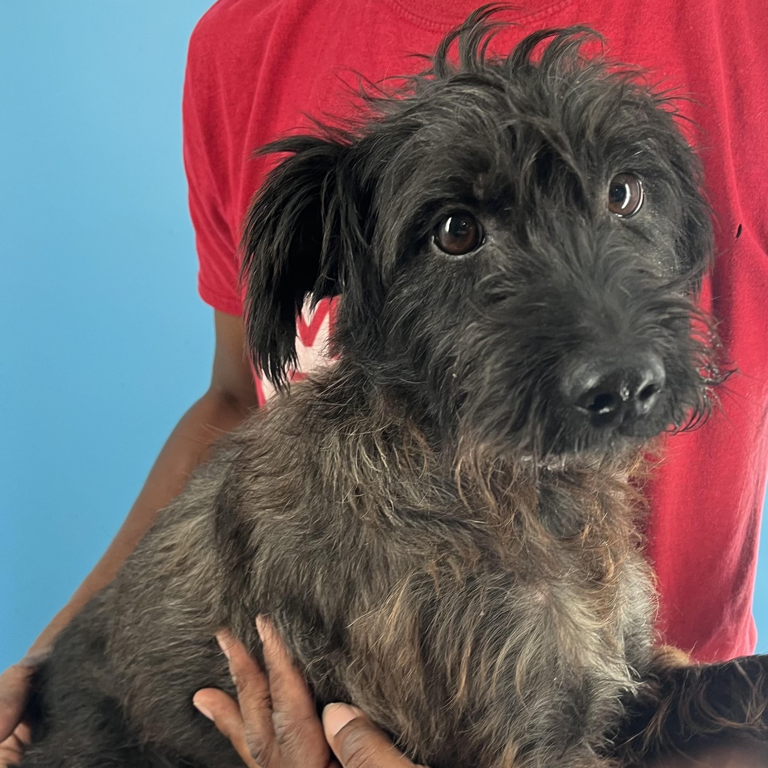 Buster - Local Sept 26-28