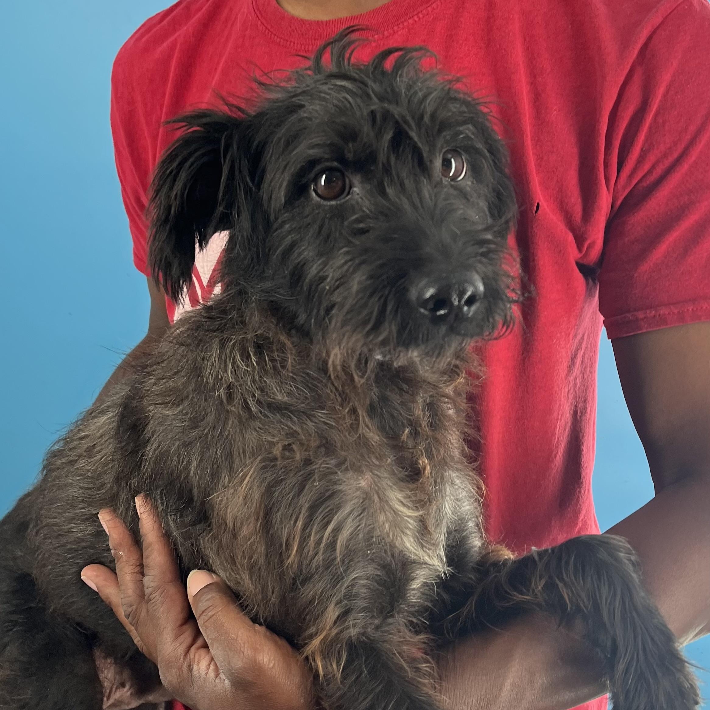 Buster - Local Sept 26-28