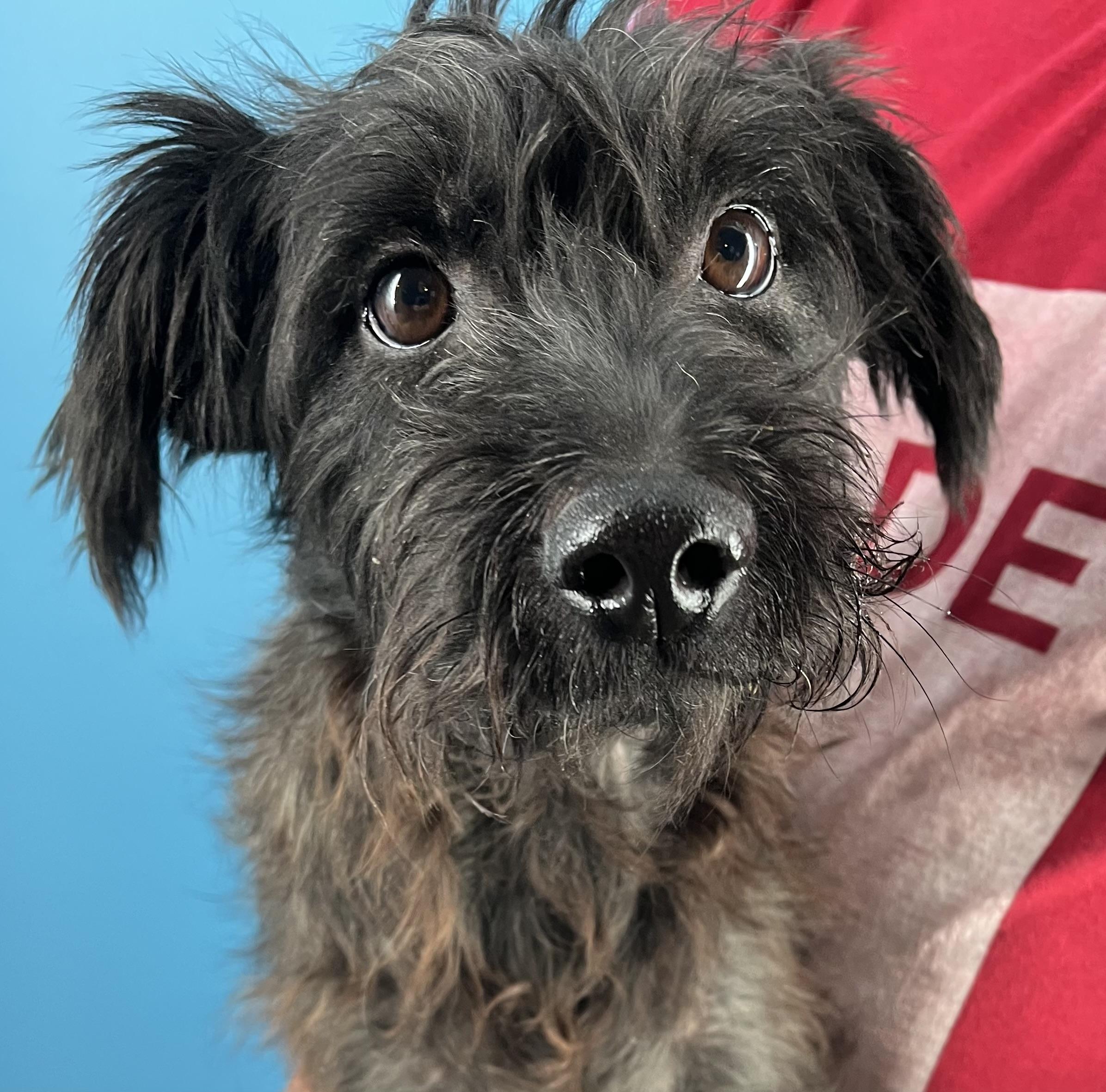 Buster - Local Sept 26-28