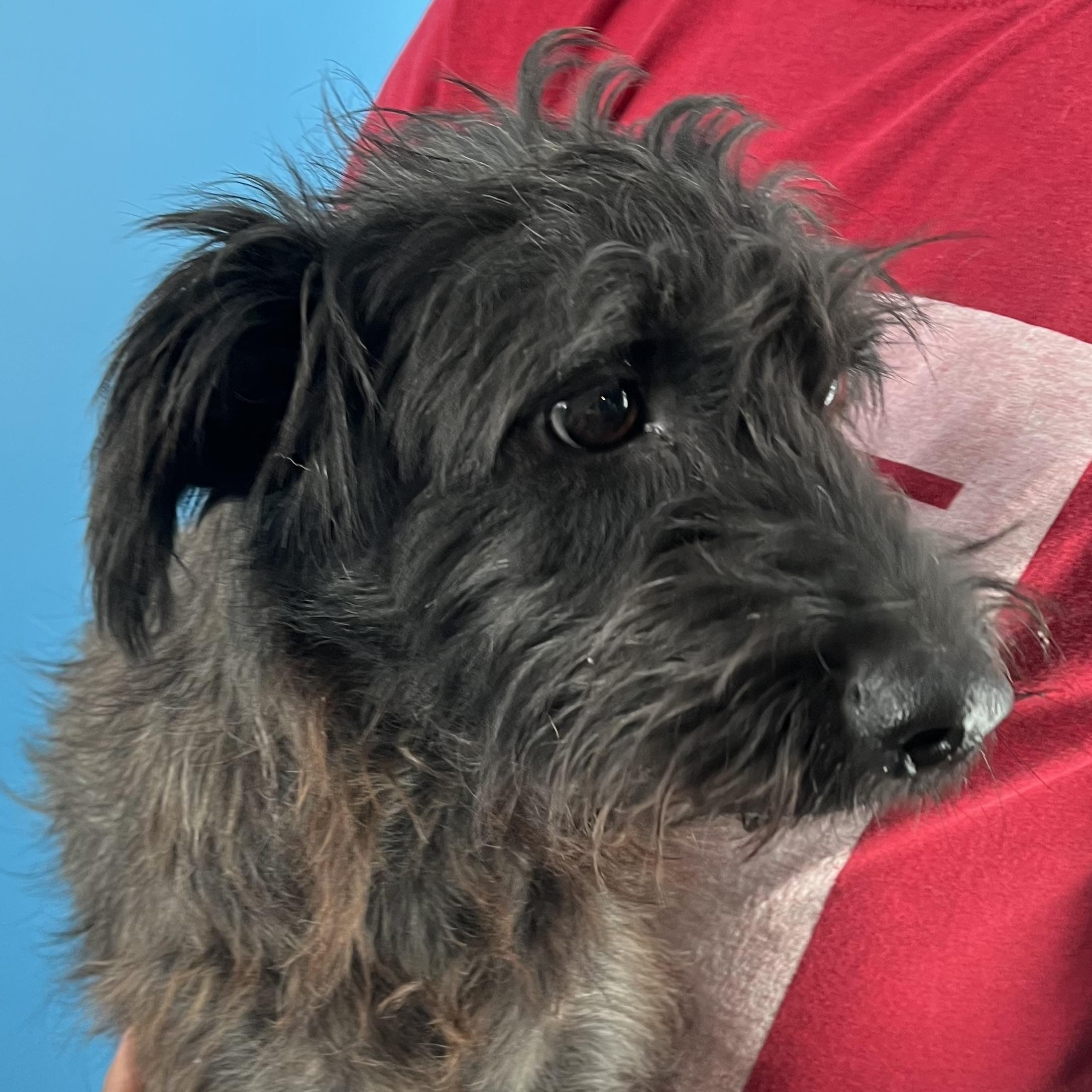 Buster - Local Sept 26-28