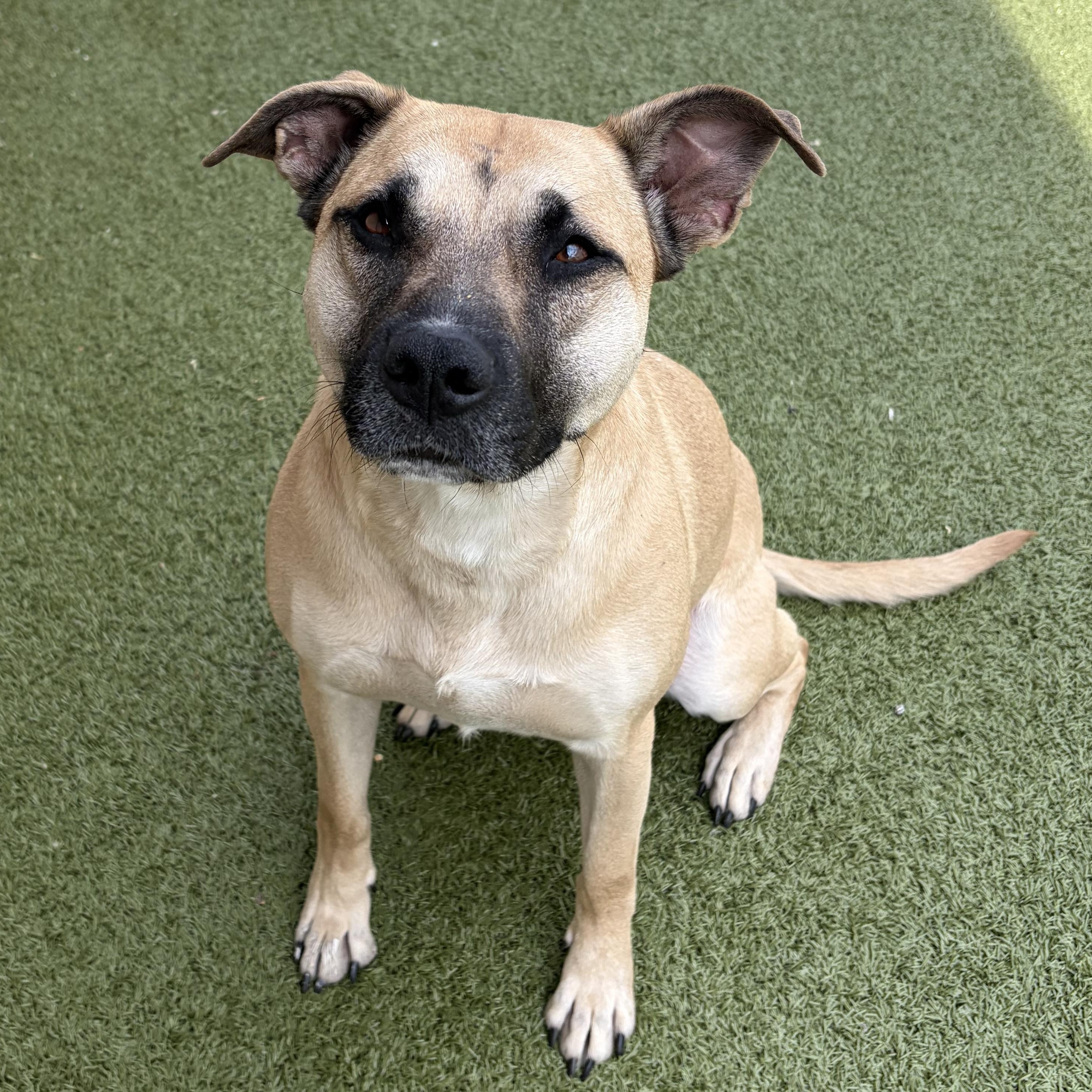 Indie, adopted, Adult Female American Staffordshire Terrier.