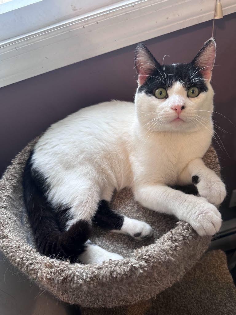 Freddie Mercury ( sweet & lovable), Adopted, Kitten Male American Shorthair.