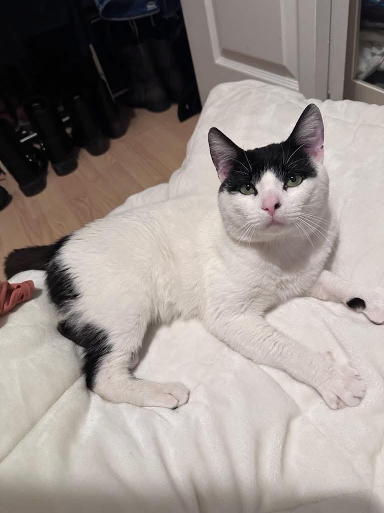 Enlarge Freddie Mercury ( sweet & lovable), a Adopted American Shorthair in Staten Island, NY image 2/5