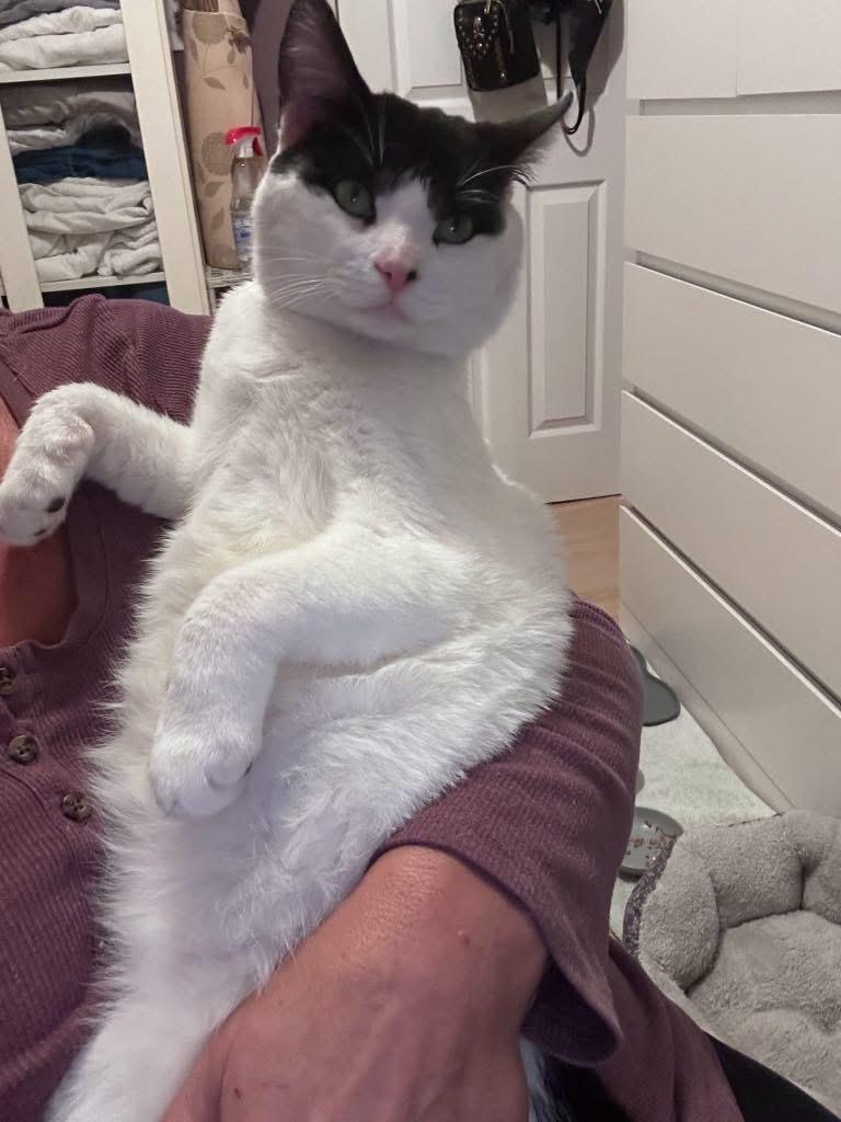 Enlarge Freddie Mercury ( sweet & lovable), a Adopted American Shorthair in Staten Island, NY image 3/5