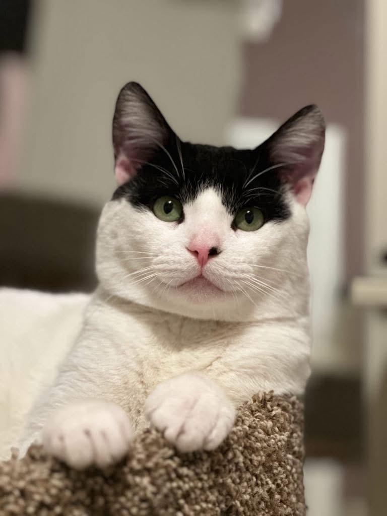 Enlarge Freddie Mercury ( sweet & lovable), a Adopted American Shorthair in Staten Island, NY image 4/5