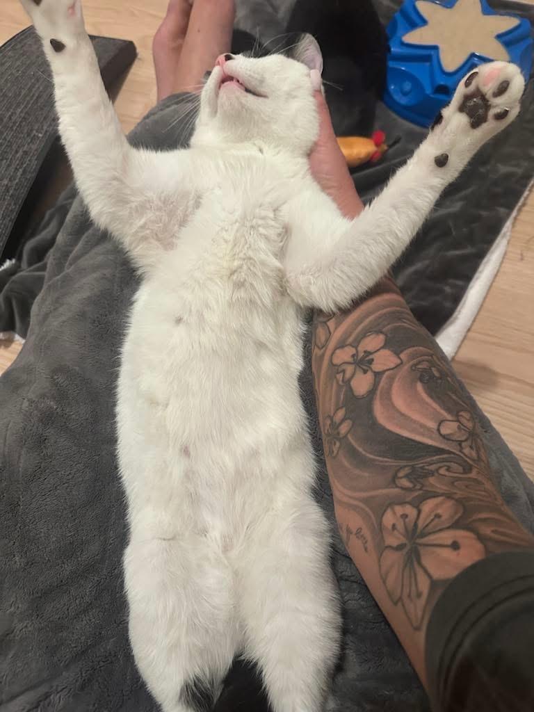 Enlarge Freddie Mercury ( sweet & lovable), a Adopted American Shorthair in Staten Island, NY image 5/5