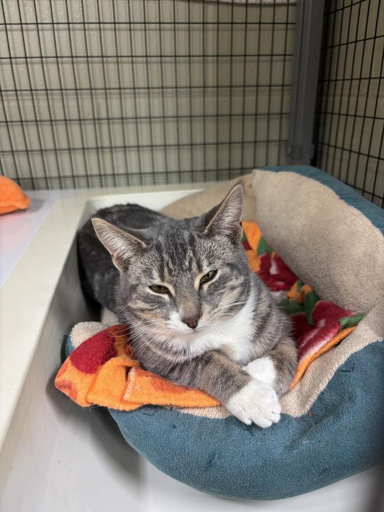 Bunny, Adoptable, Young Female Domestic Short Hair.