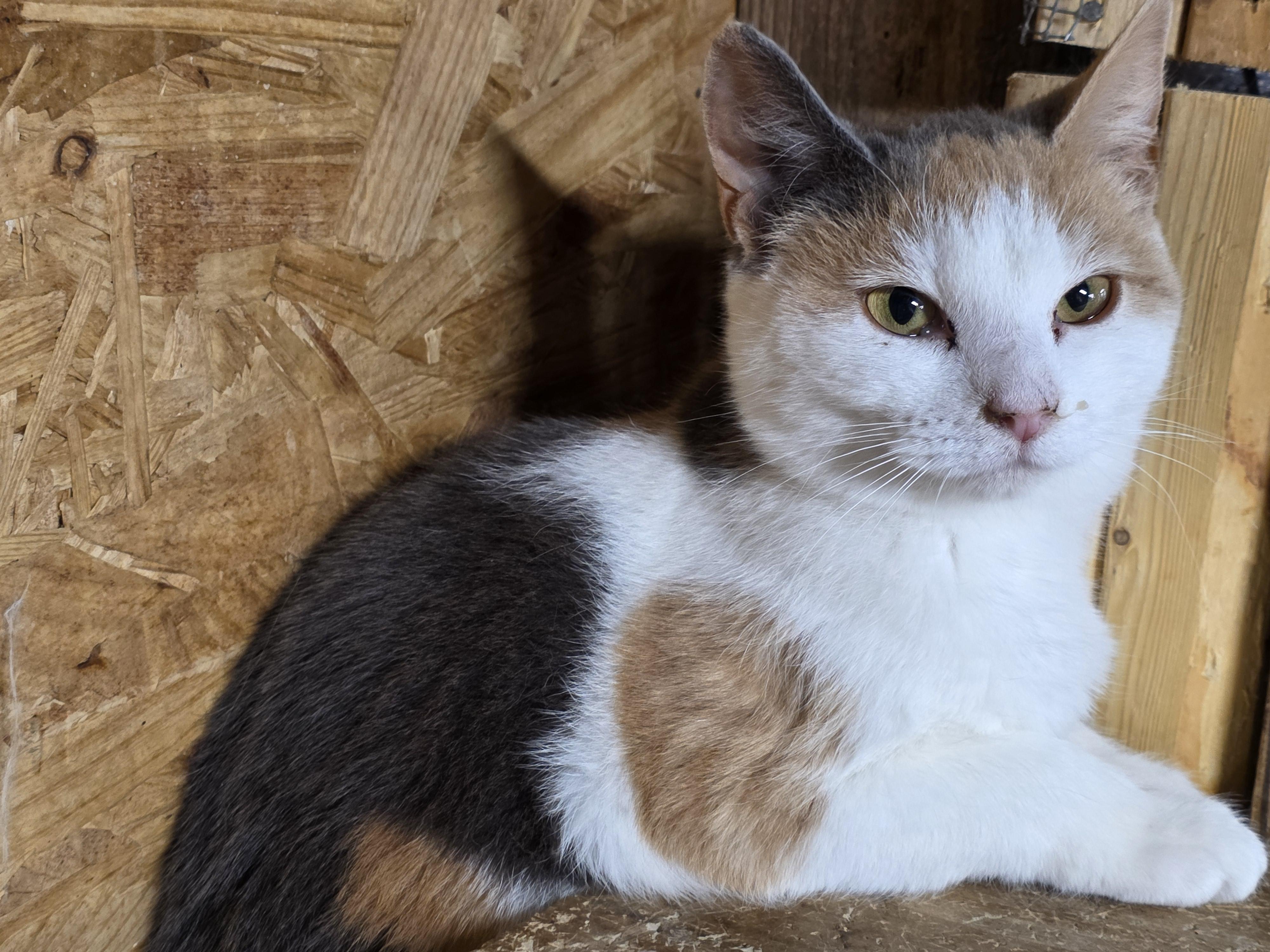 Enlarge Scilly, an adopted Calico in Richmond, VA image 2/6