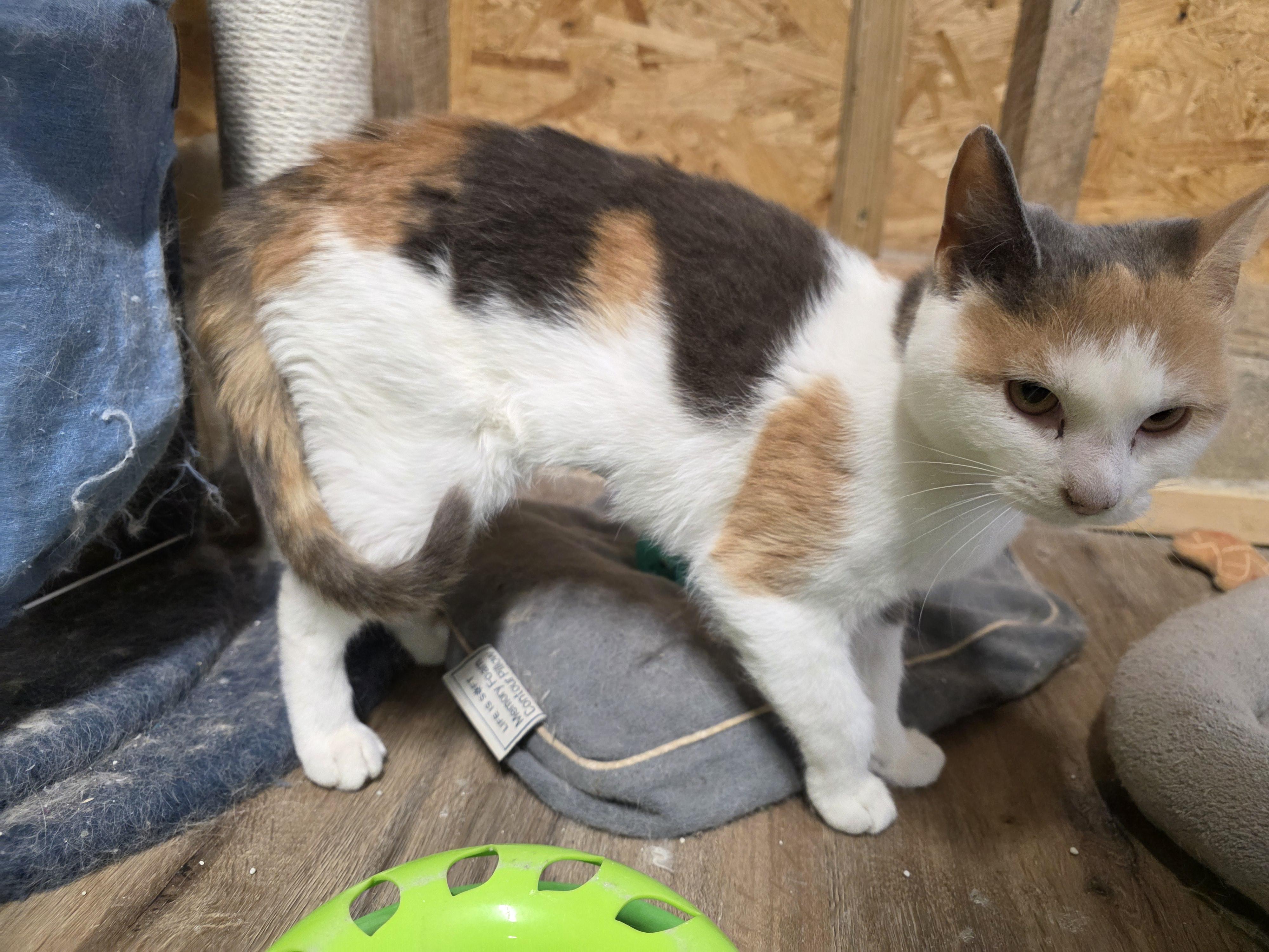 Enlarge Scilly, an adopted Calico in Richmond, VA image 6/6